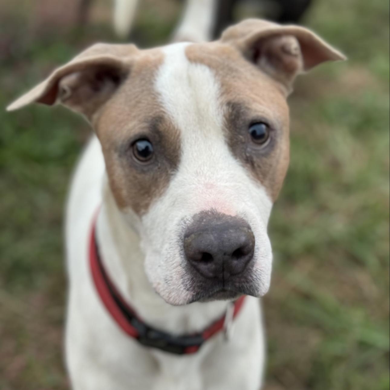 Enlarge Tank, a ADOPTABLE mixed breed in Huntersville , NC image 2/4