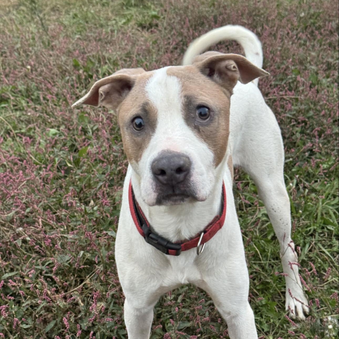 Enlarge Tank, a ADOPTABLE mixed breed in Huntersville , NC image 4/4