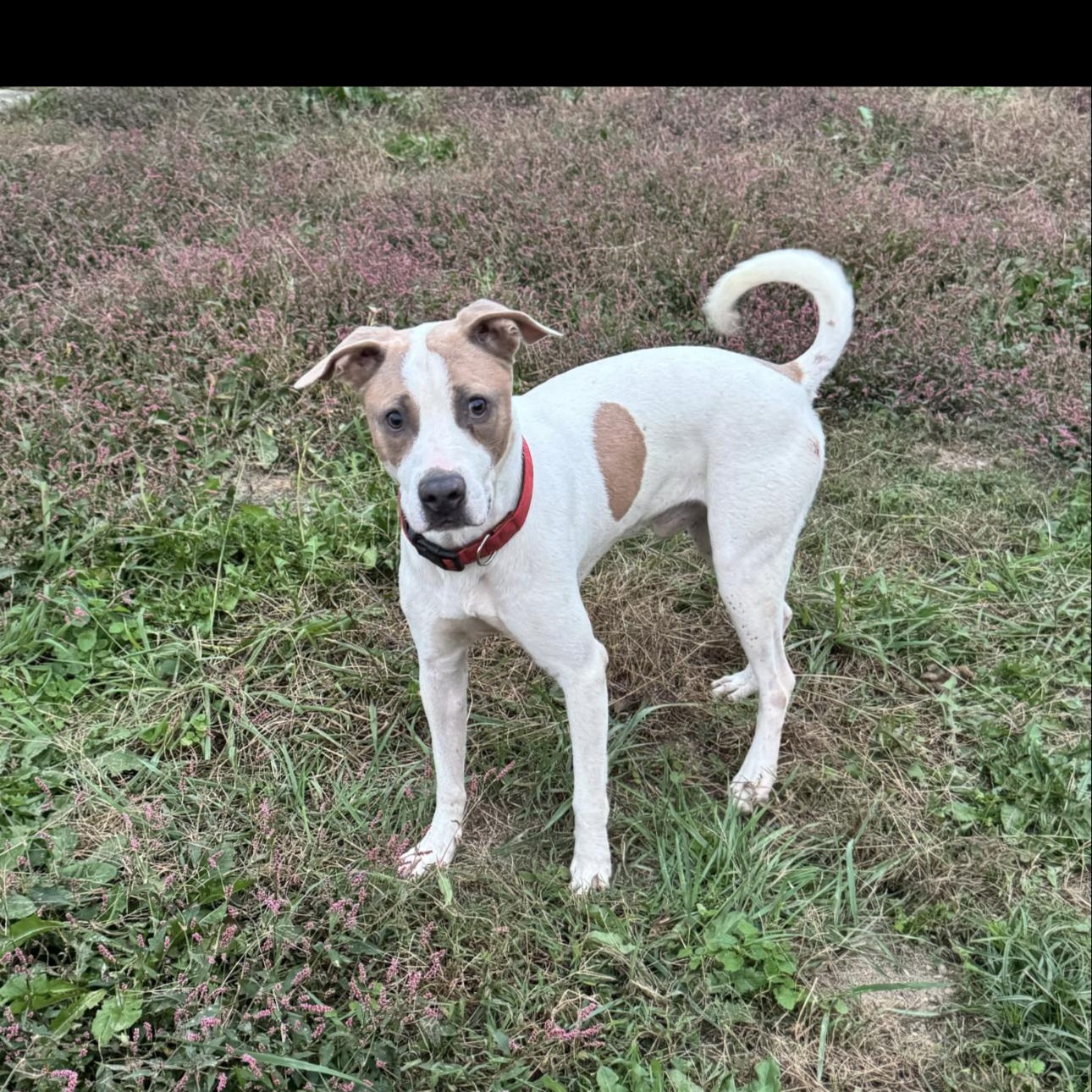 Enlarge Tank, a ADOPTABLE mixed breed in Huntersville , NC image 3/4
