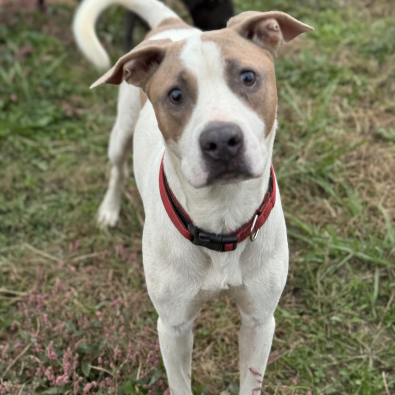Tank, ADOPTABLE, Adult Male Labrador Retriever & Pit Bull Terrier.