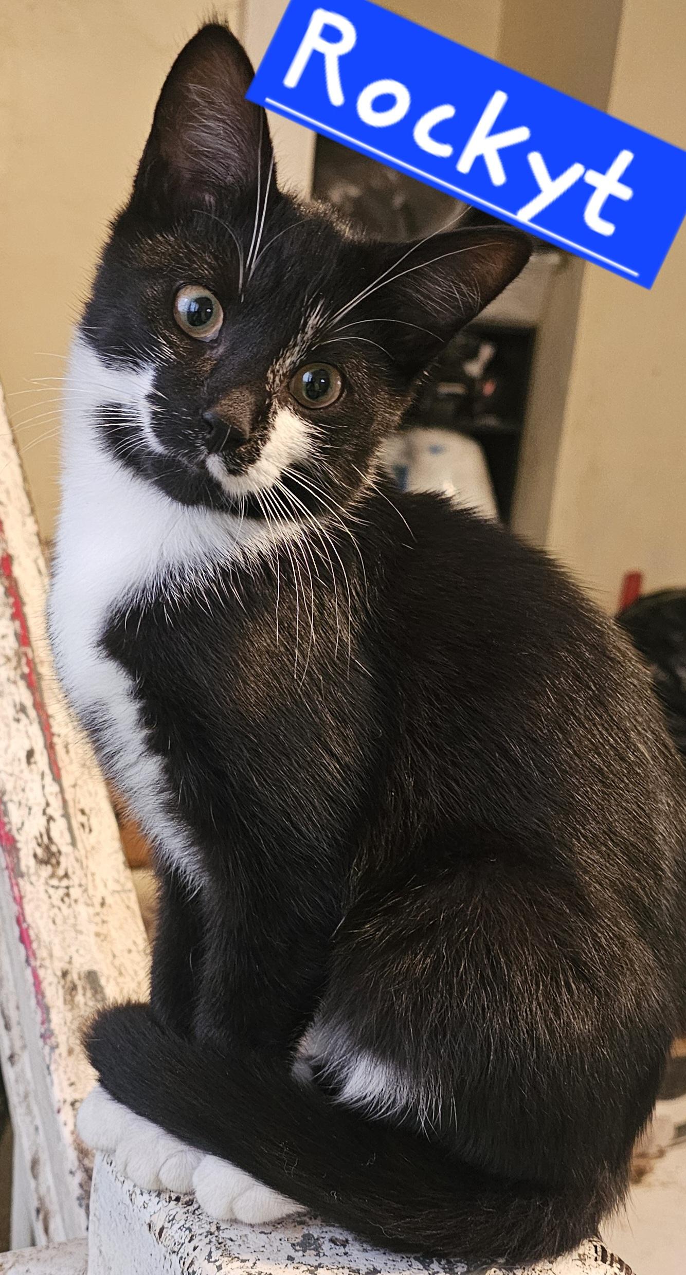 Rockyt, a Adoptable American Shorthair in Massillon, OH image 1/2