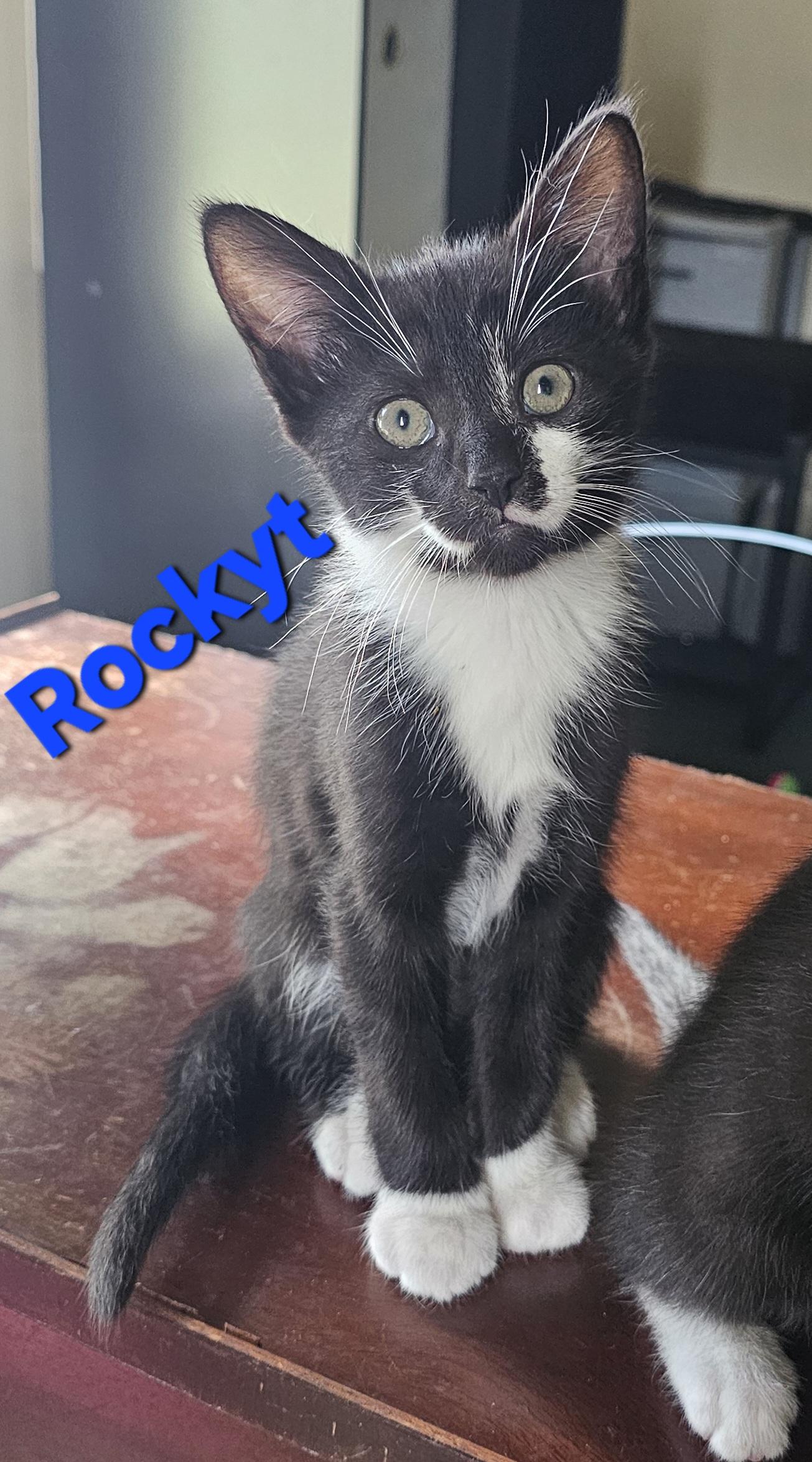 Rockyt, a Adoptable American Shorthair in Massillon, OH image 2/2