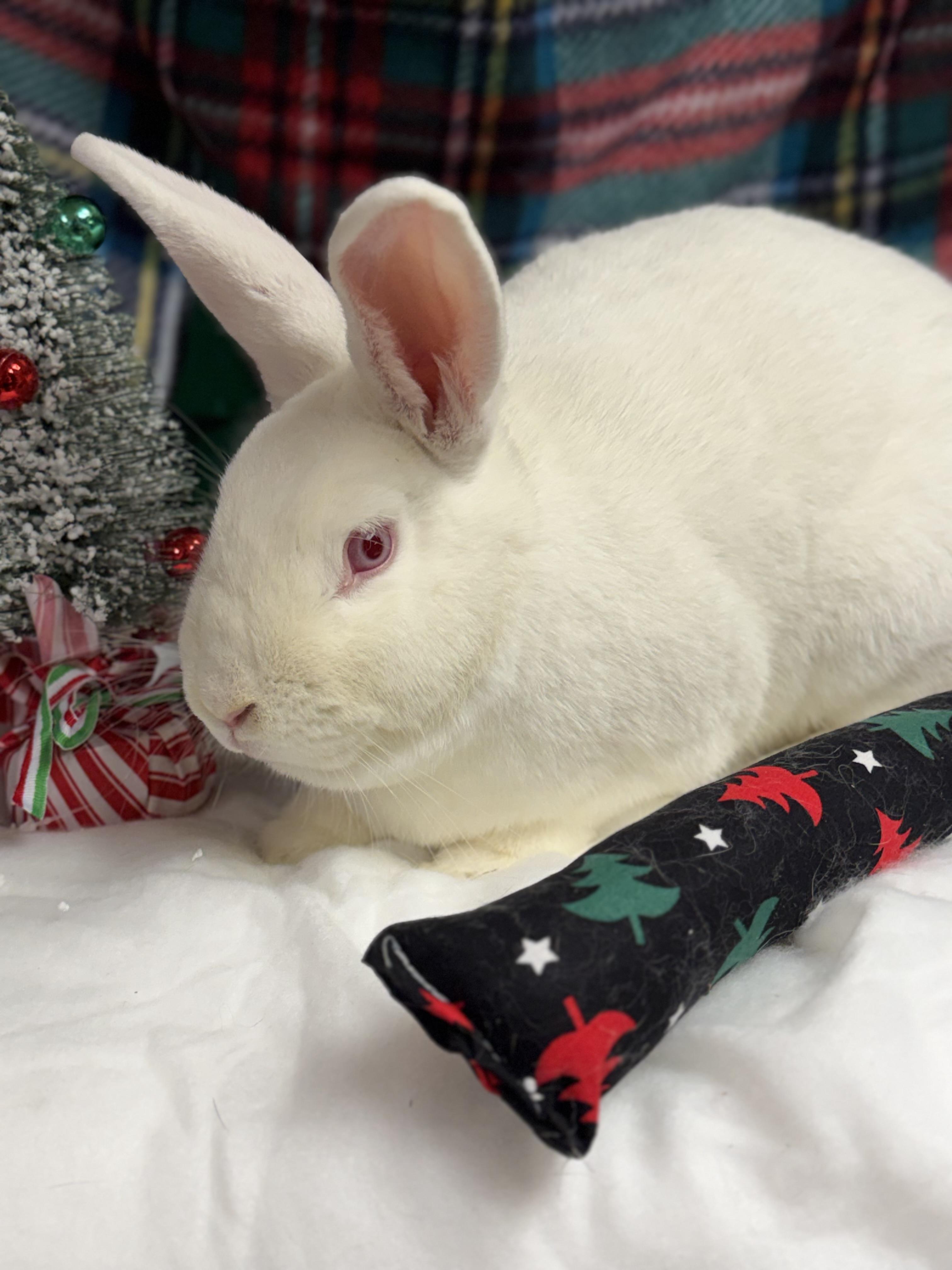 Lily: video!!, a Adoptable New Zealand in Edinburg, PA image 1/6