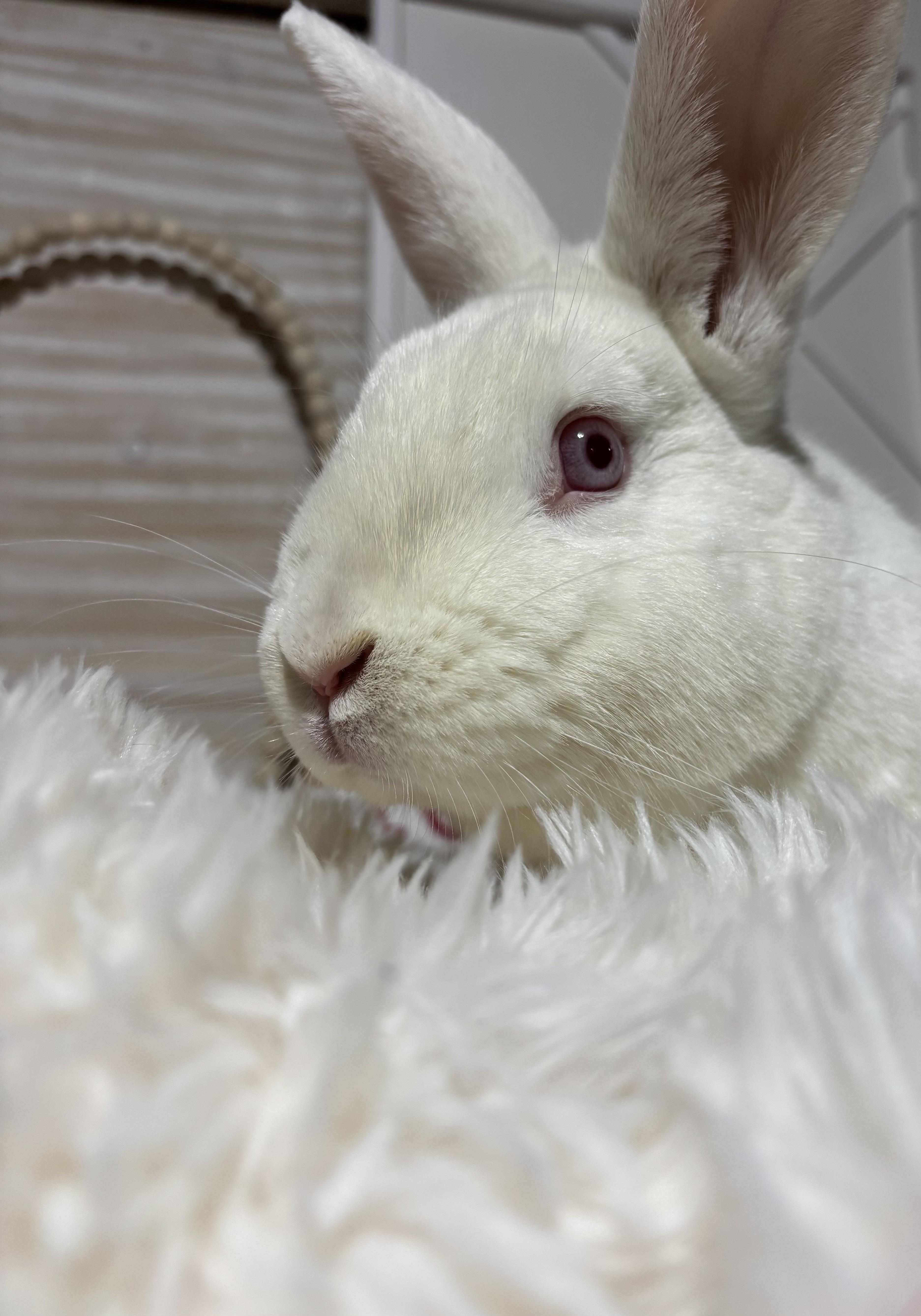 Enlarge Lily: video!!, a Adoptable New Zealand in Edinburg, PA image 3/6