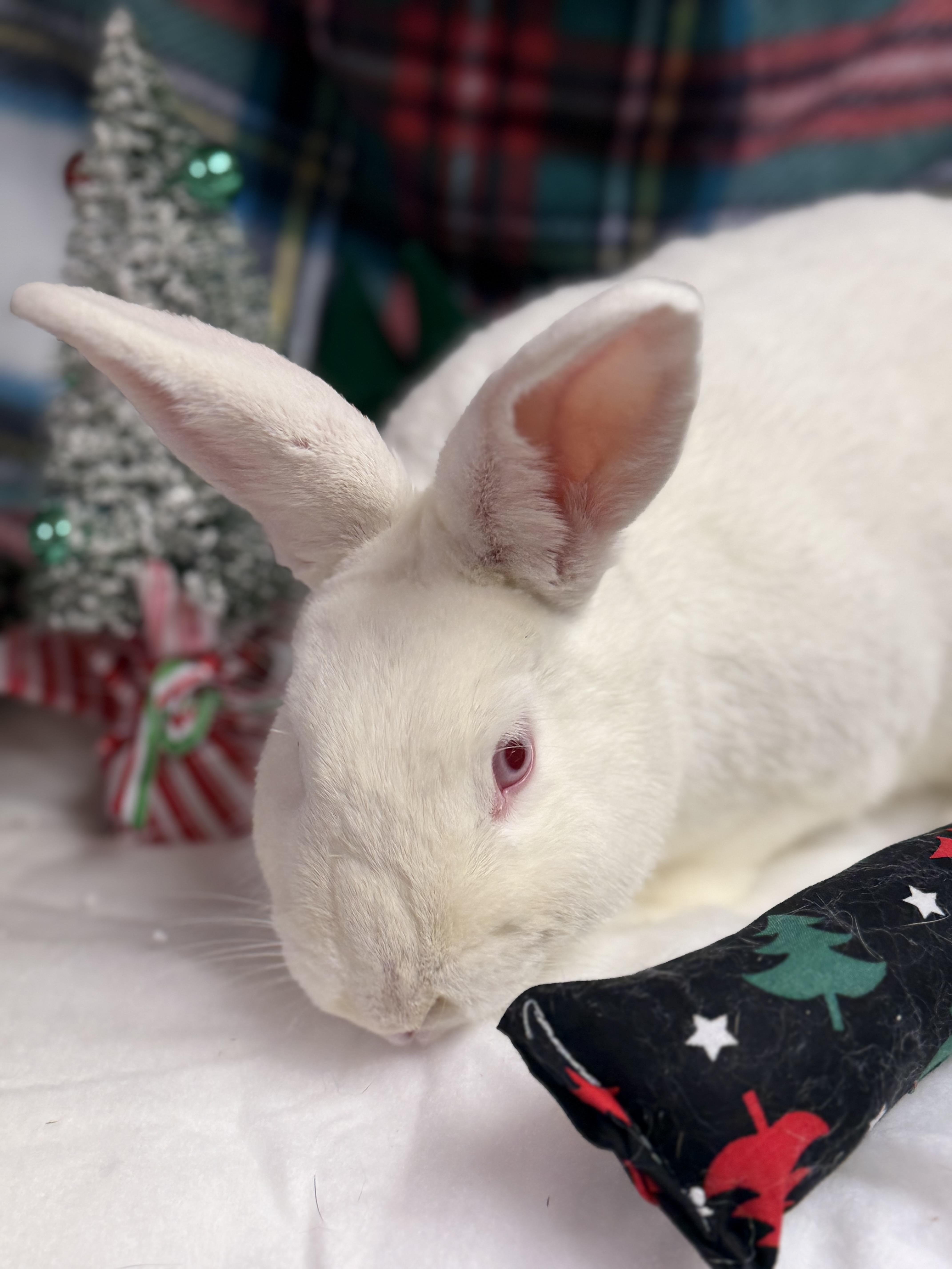 Lily: video!!, a Adoptable New Zealand in Edinburg, PA image 2/6