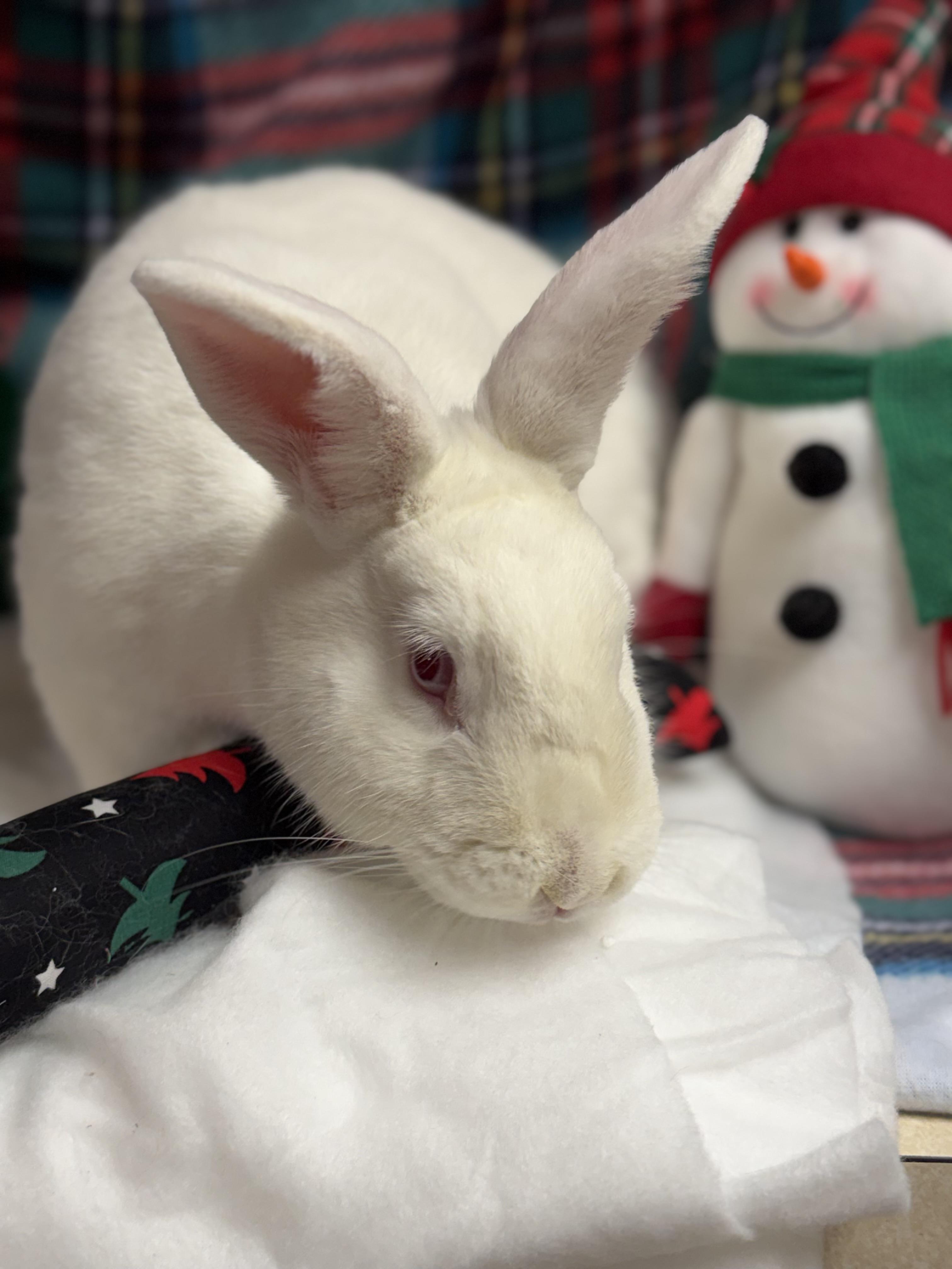 Lily: video!!, a Adoptable New Zealand in Edinburg, PA image 3/6