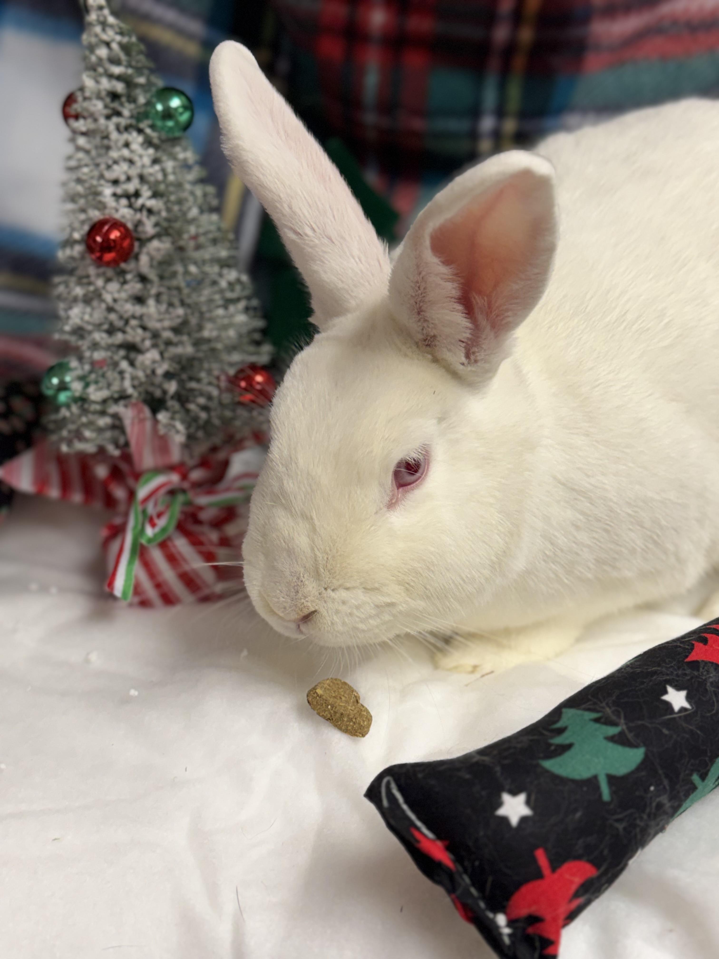 Lily: video!!, a Adoptable New Zealand in Edinburg, PA image 4/6