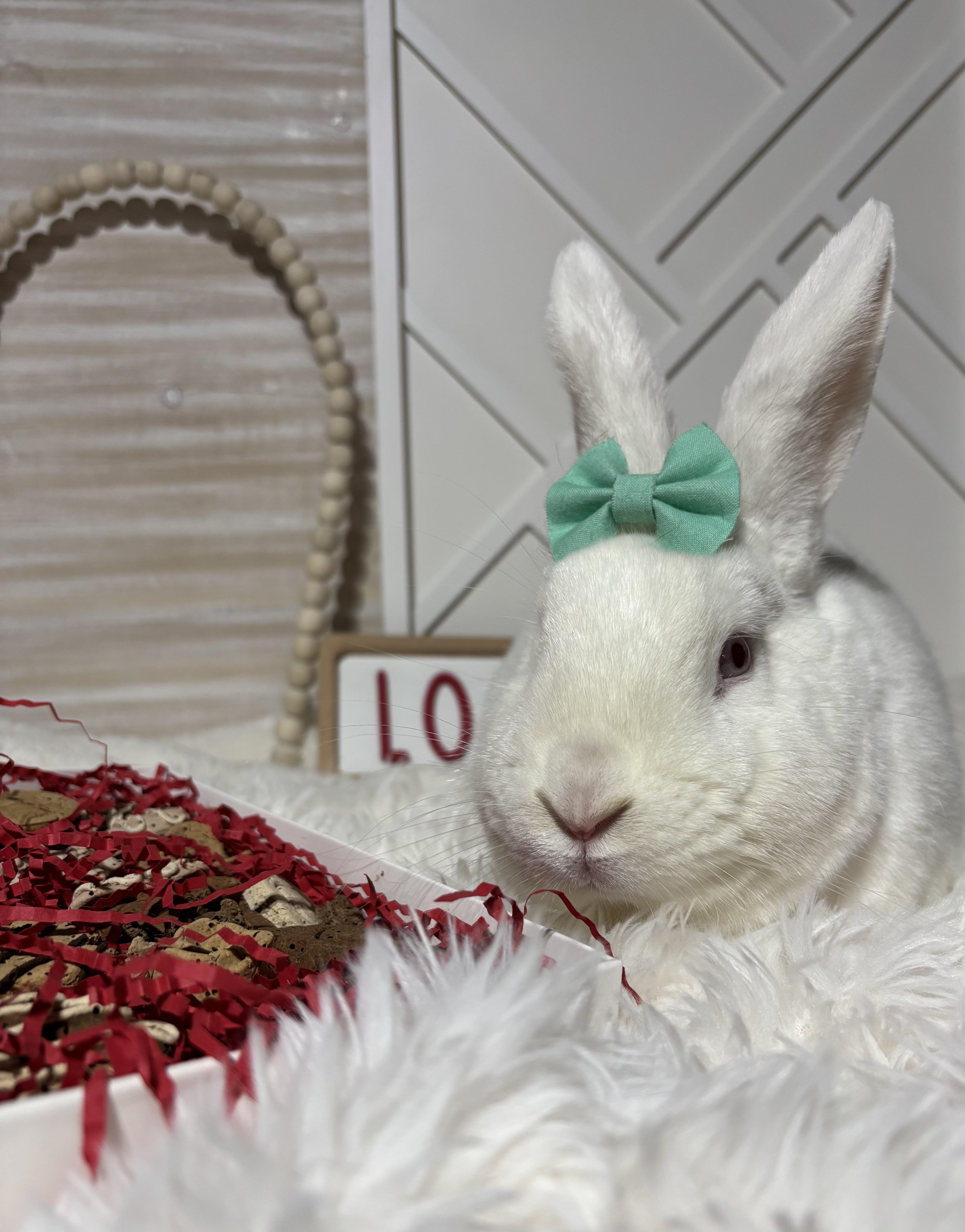 Enlarge Lily: video!!, a Adoptable New Zealand in Edinburg, PA image 4/6