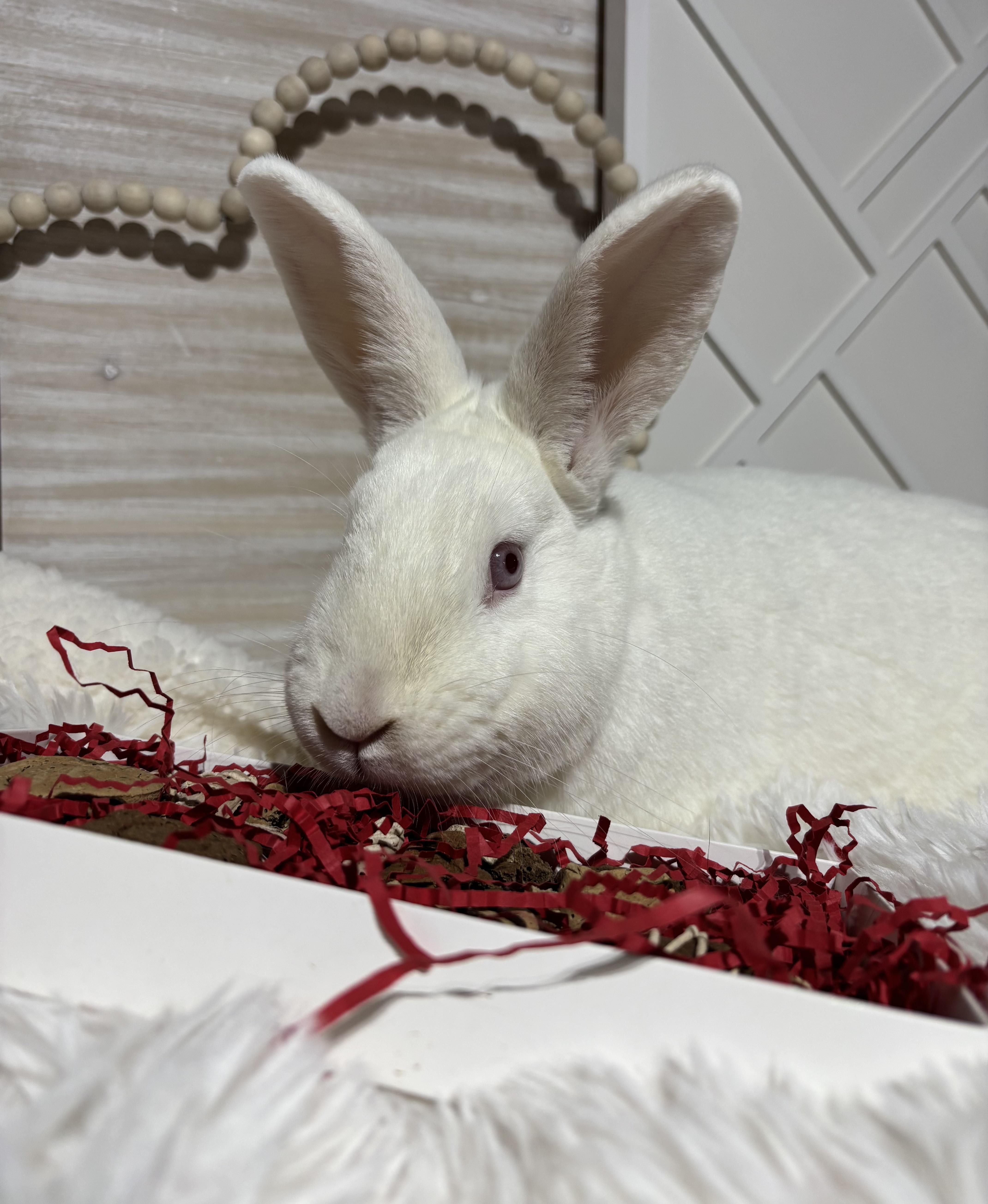 Enlarge Lily: video!!, a Adoptable New Zealand in Edinburg, PA image 5/6