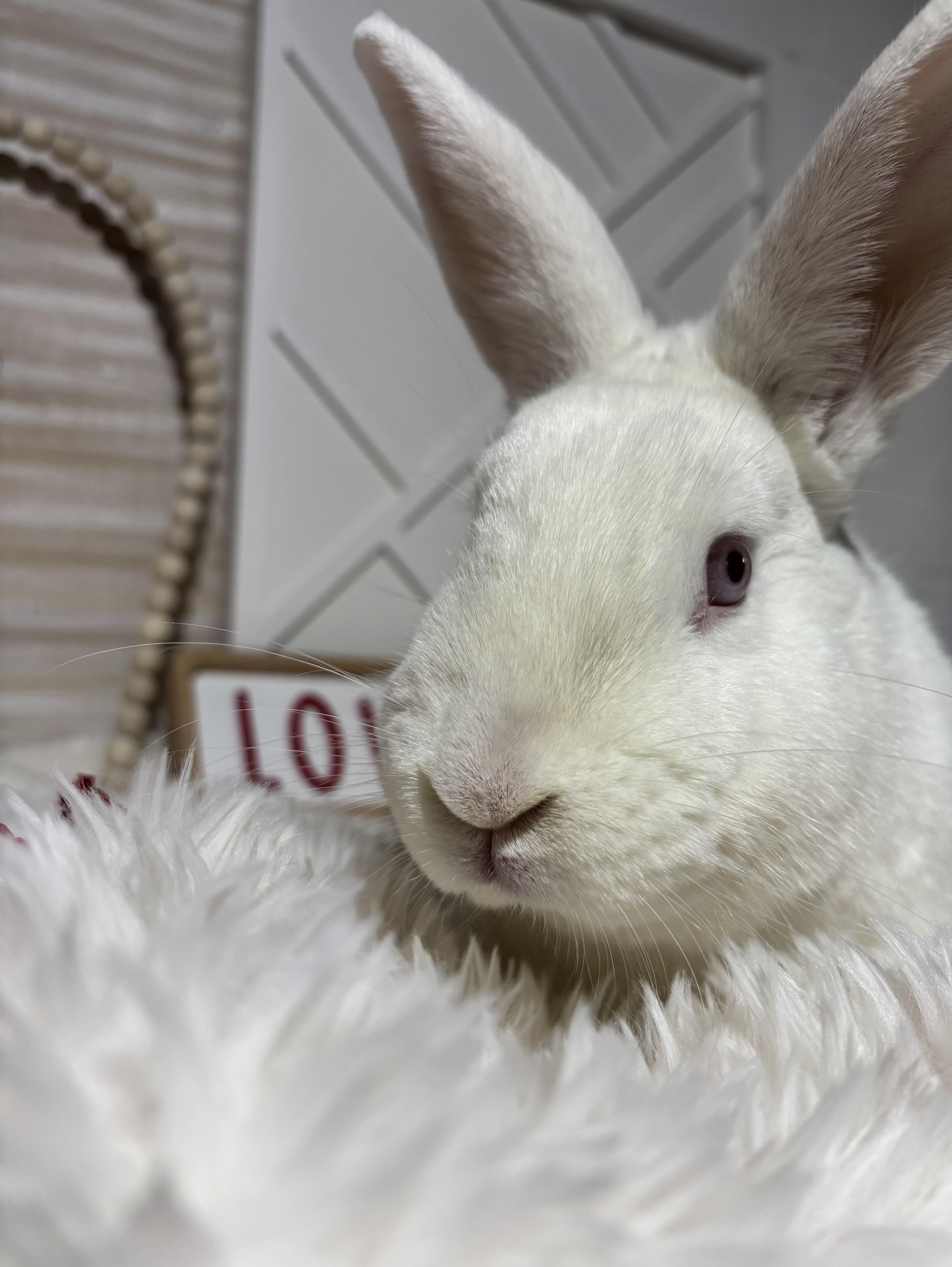 Enlarge Lily: video!!, a Adoptable New Zealand in Edinburg, PA image 1/6