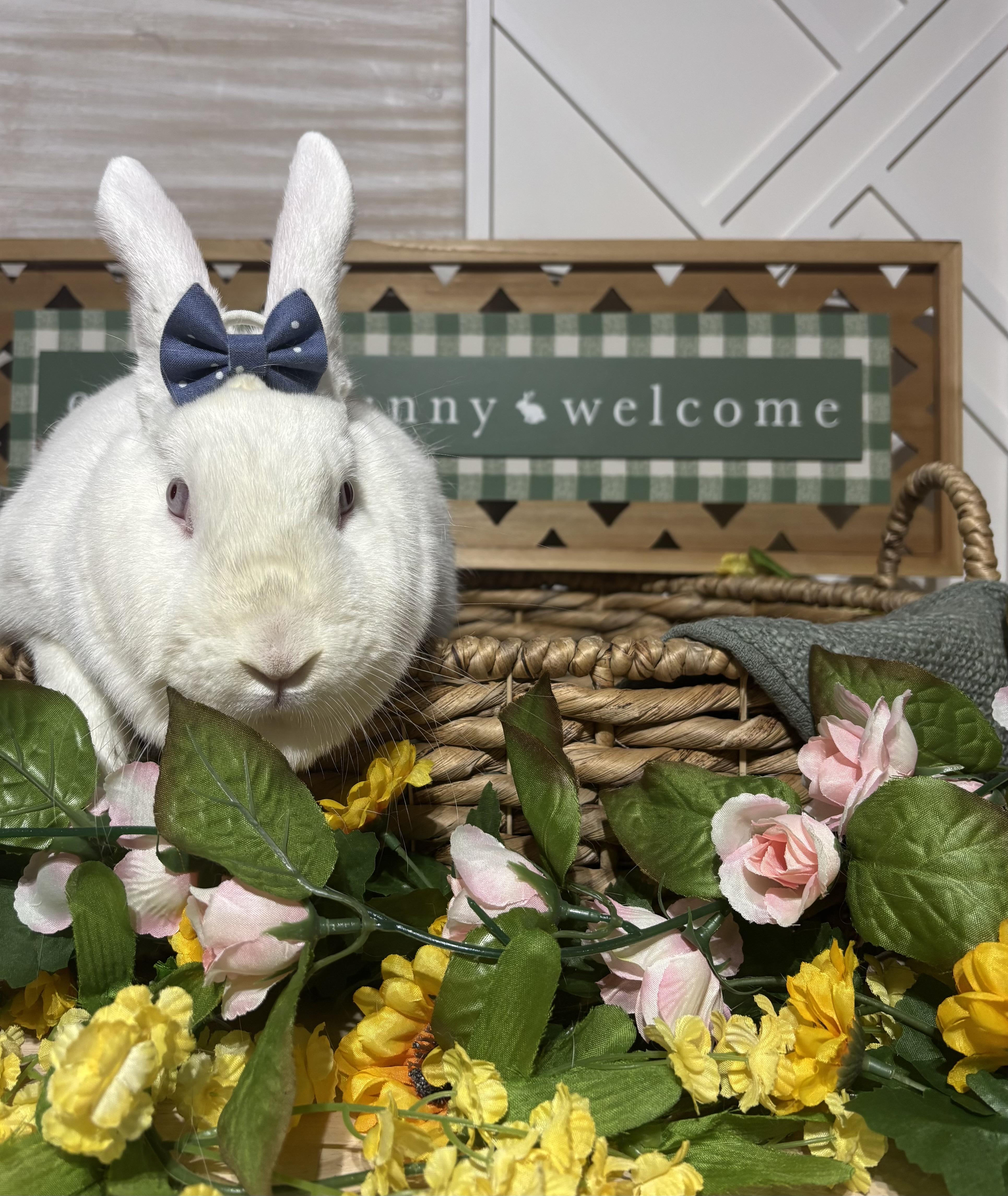 Lily: video!!, a Adoptable New Zealand in Edinburg, PA image 4/4