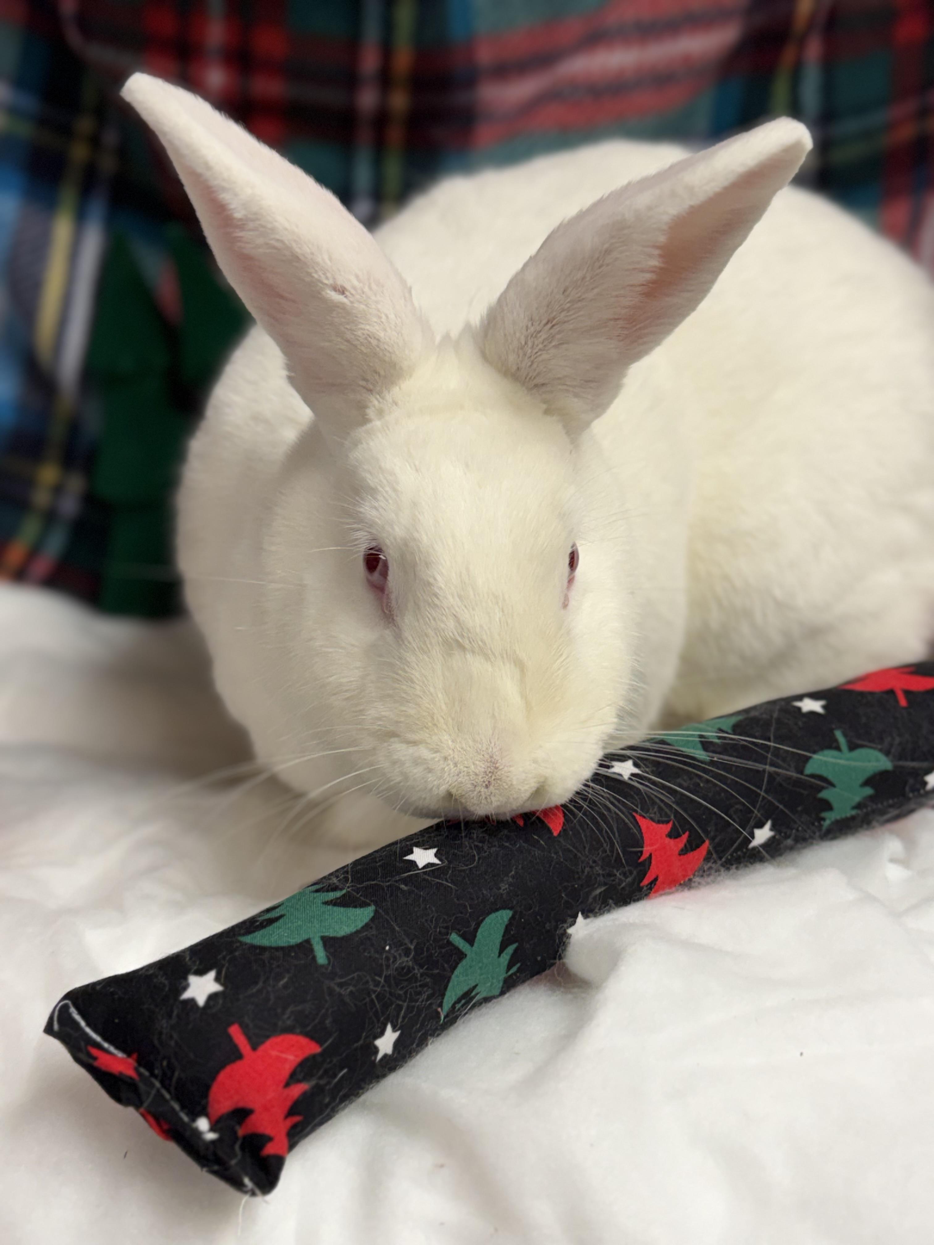 Lily: video!!, a Adoptable New Zealand in Edinburg, PA image 5/6