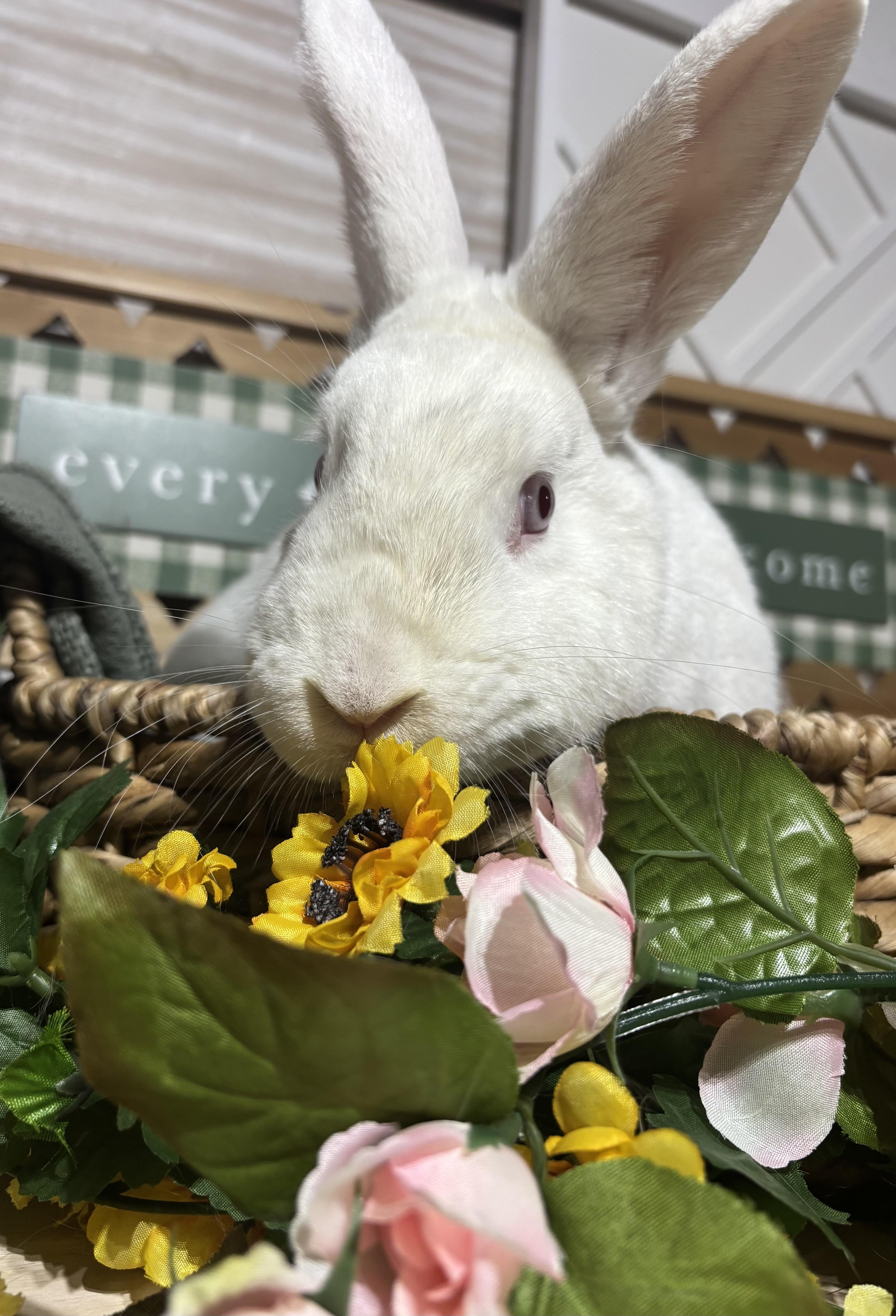 Lily: video!!, a Adoptable New Zealand in Edinburg, PA image 3/4