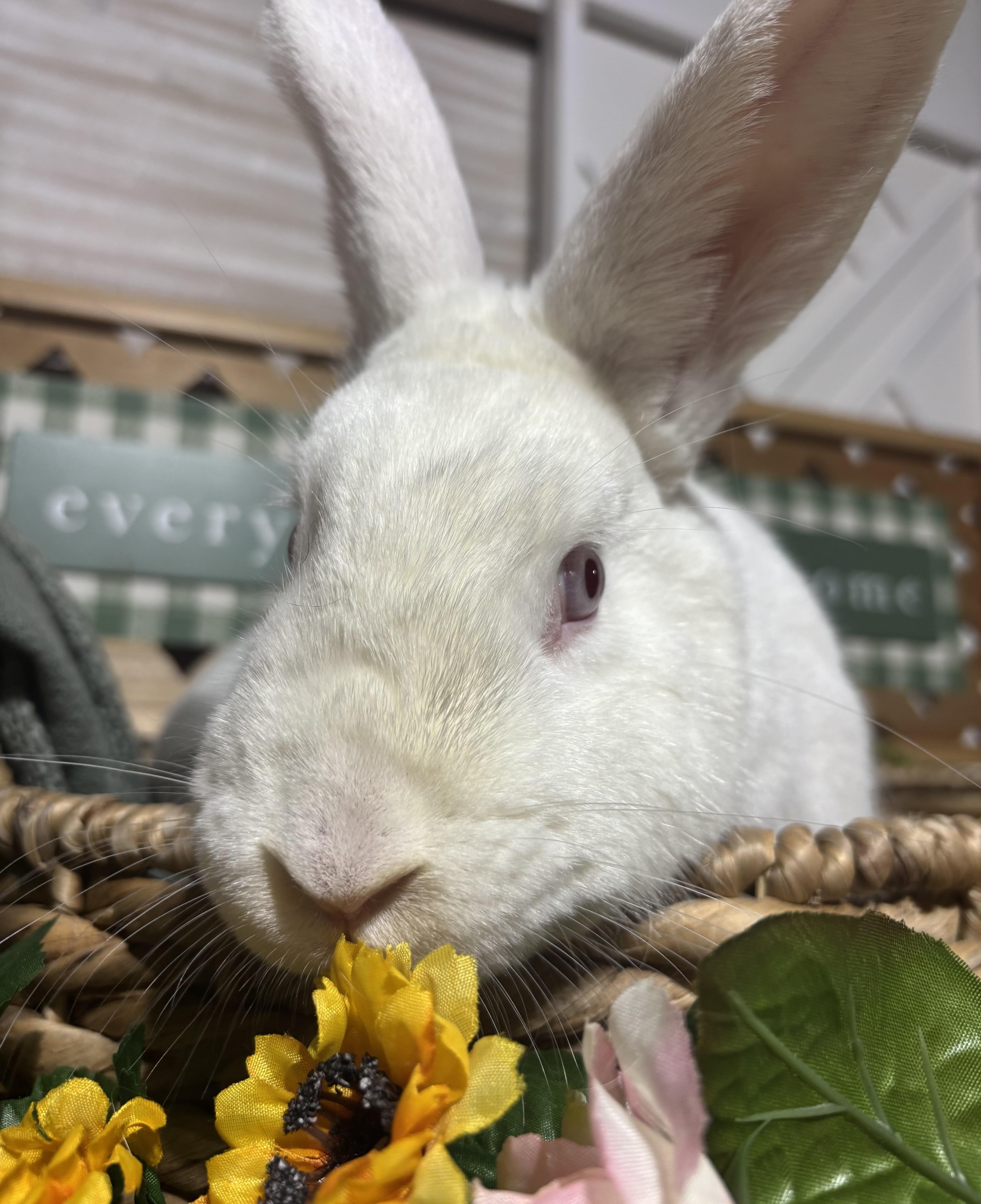 Lily: video!!, Adoptable, Young Female New Zealand.