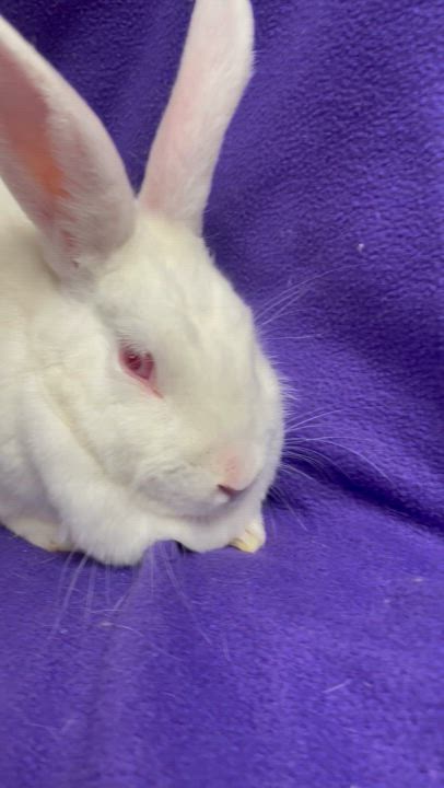 Enlarge Lily: video!!, a Adoptable New Zealand in Edinburg, PA video 6/6