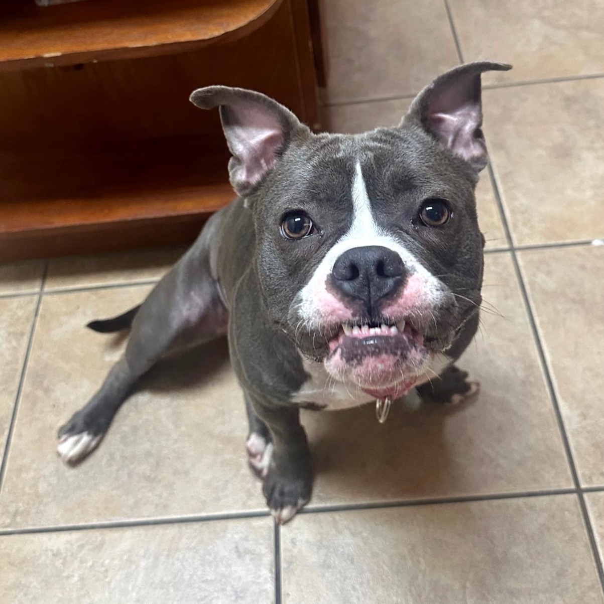 Enlarge Kasey, a Adoptable mixed breed in Harrisburg, PA image 6/6