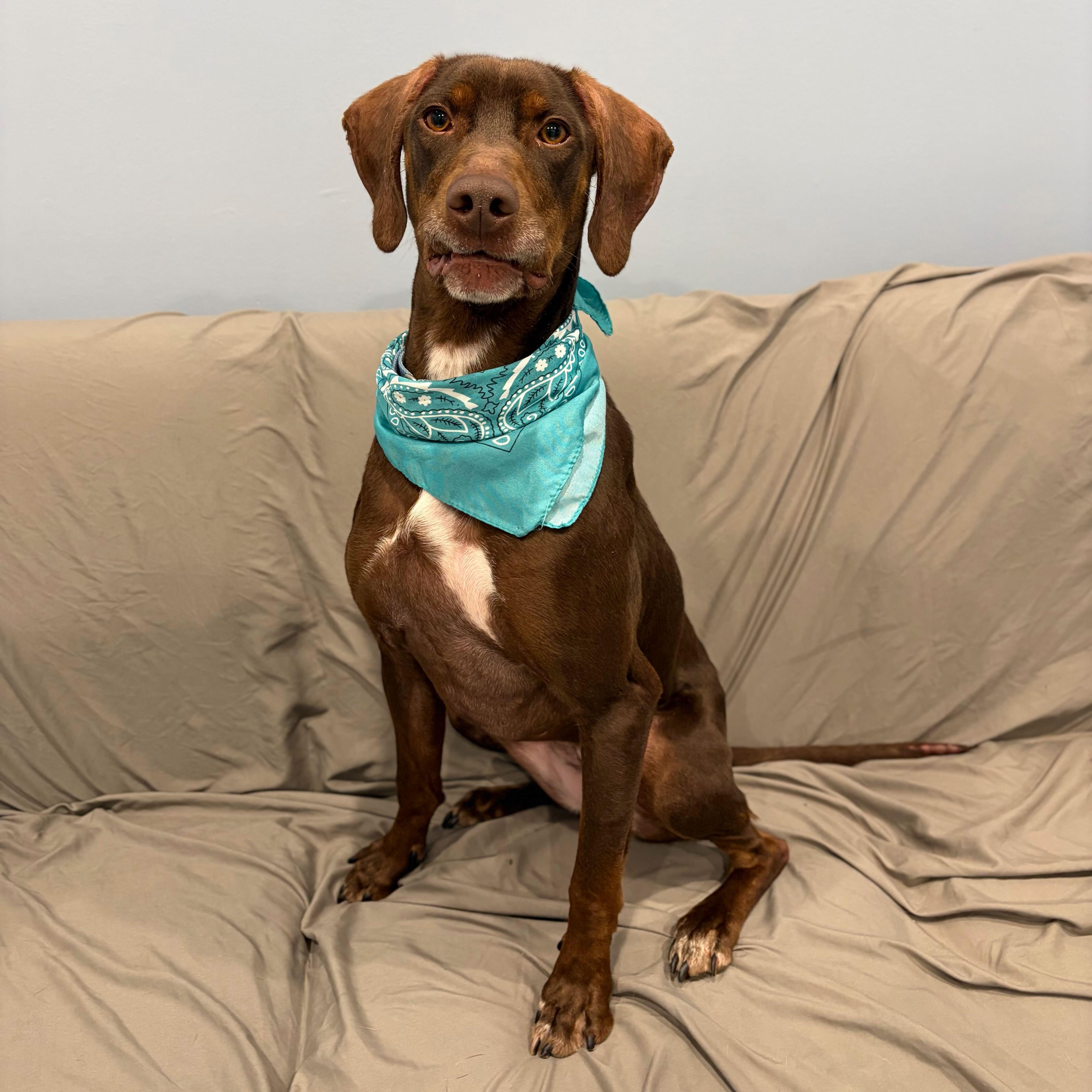 Rose, adopted, Adult Female German Shorthaired Pointer.