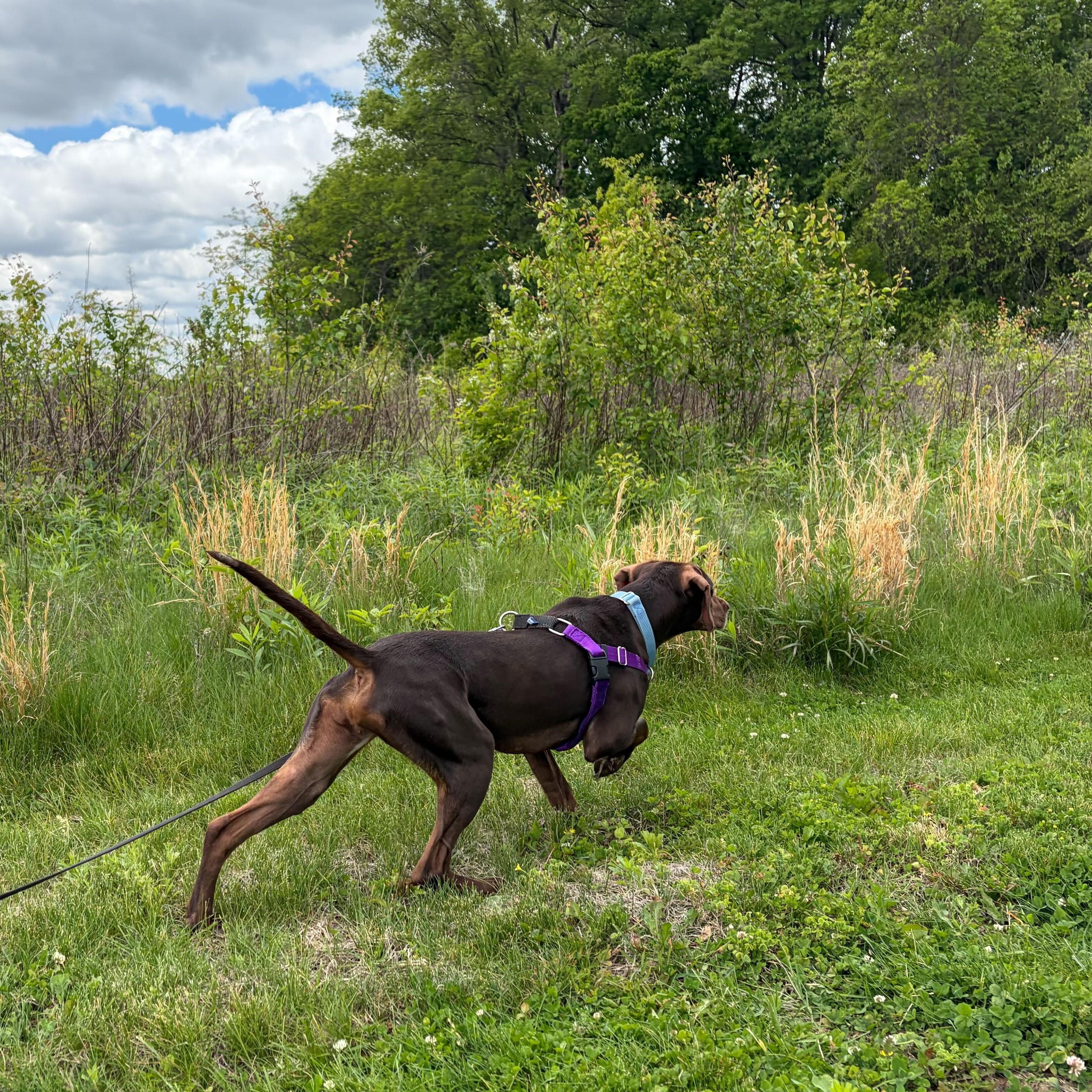 Enlarge Ziva, an adoptable mixed breed in Canal Winchester, OH image 6/6