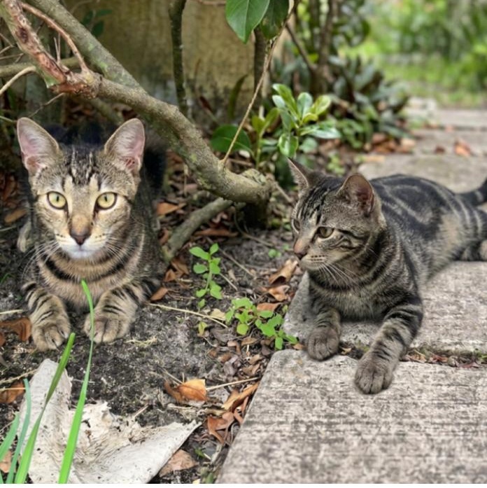 Miso & Maui, ADOPTABLE, Kitten Male Domestic Short Hair.