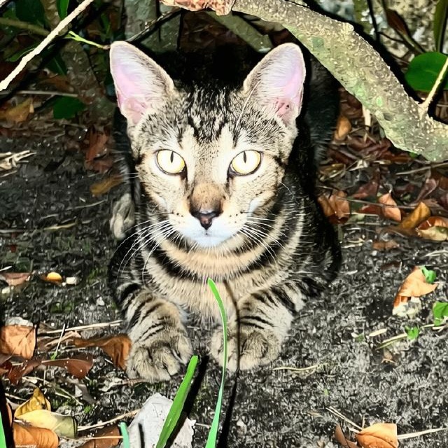 Enlarge Miso & Maui, a ADOPTABLE Domestic Short Hair in Boca Raton, FL image 3/3