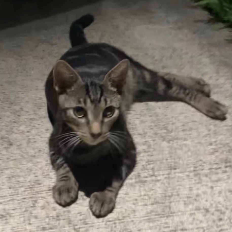 Enlarge Miso & Maui, a ADOPTABLE Domestic Short Hair in Boca Raton, FL image 2/3