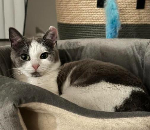 Venice26, Adoptable, Kitten Female Domestic Short Hair.