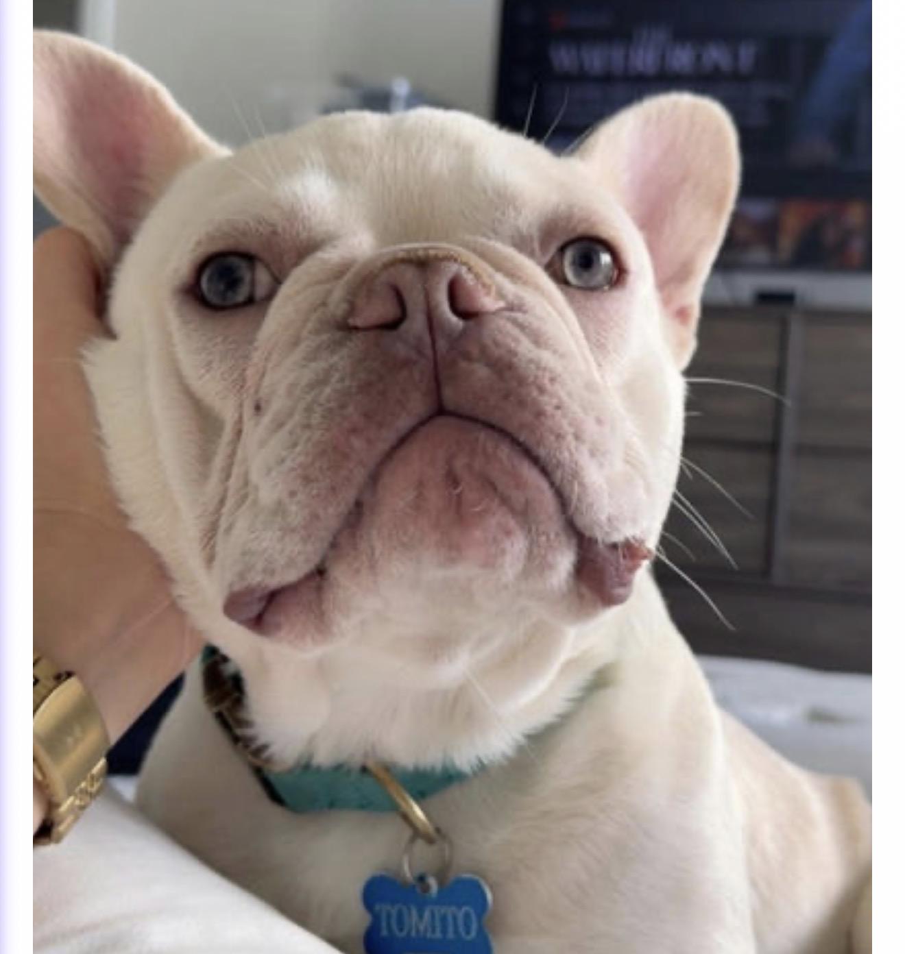 Tomito, Adopted, Young Male French Bulldog.