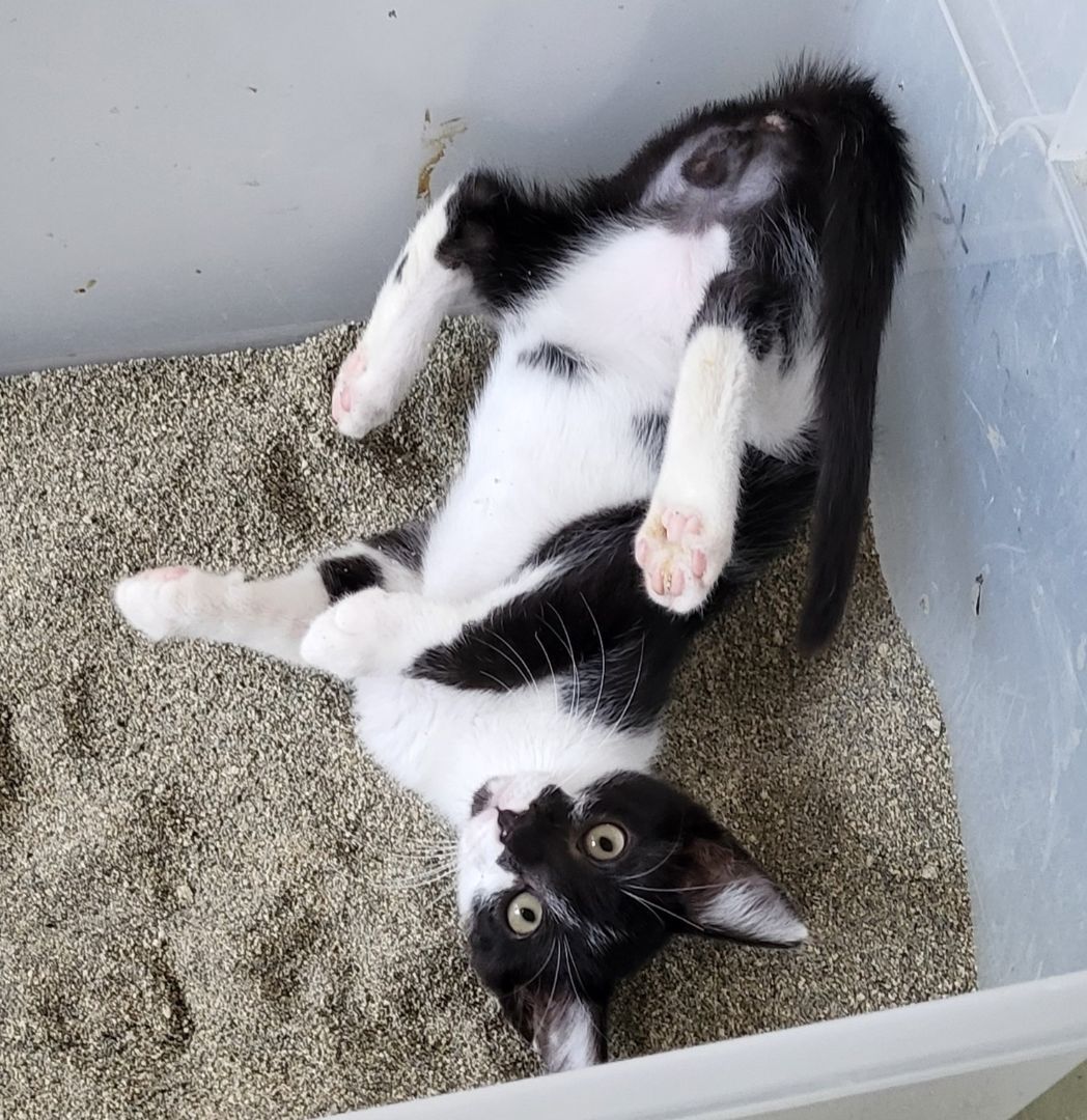 Lee, a Adoptable Domestic Short Hair in Anna, IL image 1/13