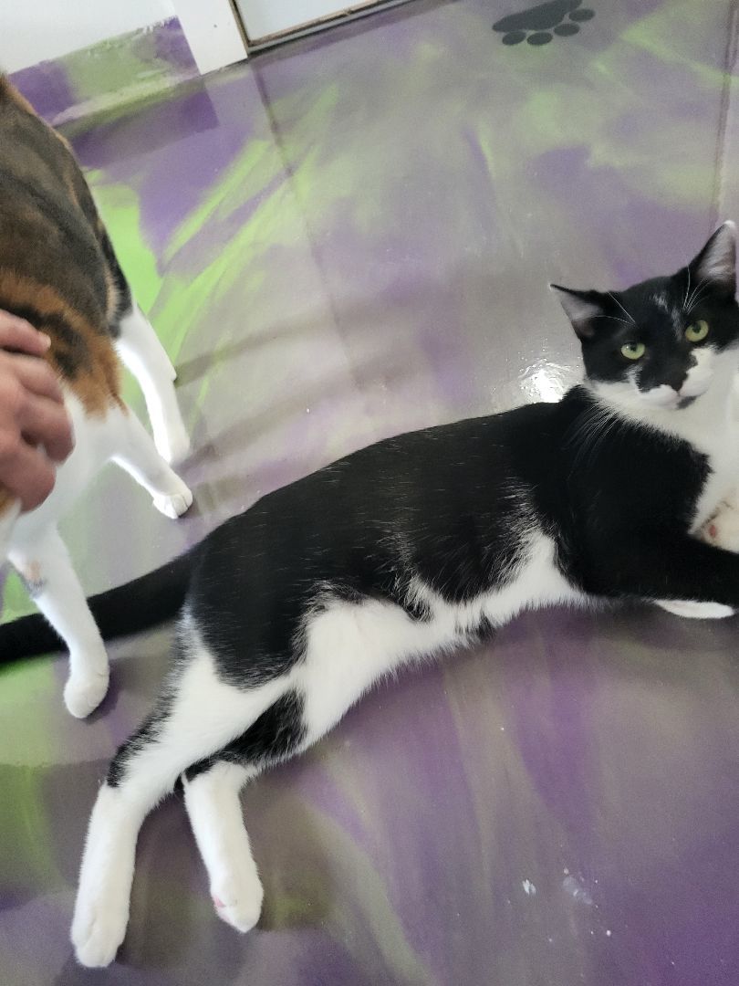 Lee, a Adoptable Domestic Short Hair in Anna, IL image 3/13