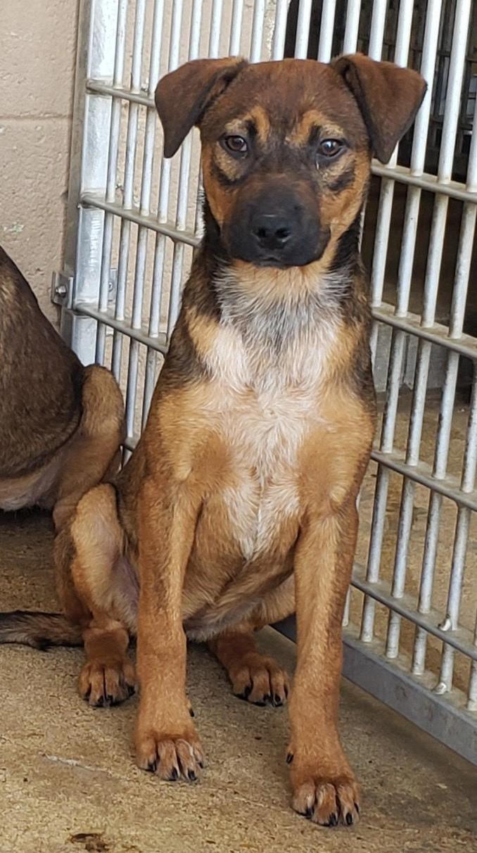 Stella, Young Female Shepherd