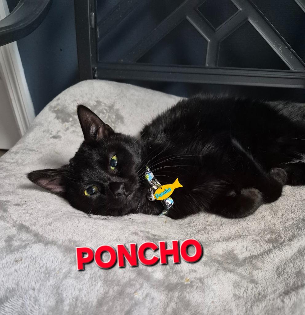 Enlarge Poncho, a Adoptable mixed breed in Rome, GA image 1/1