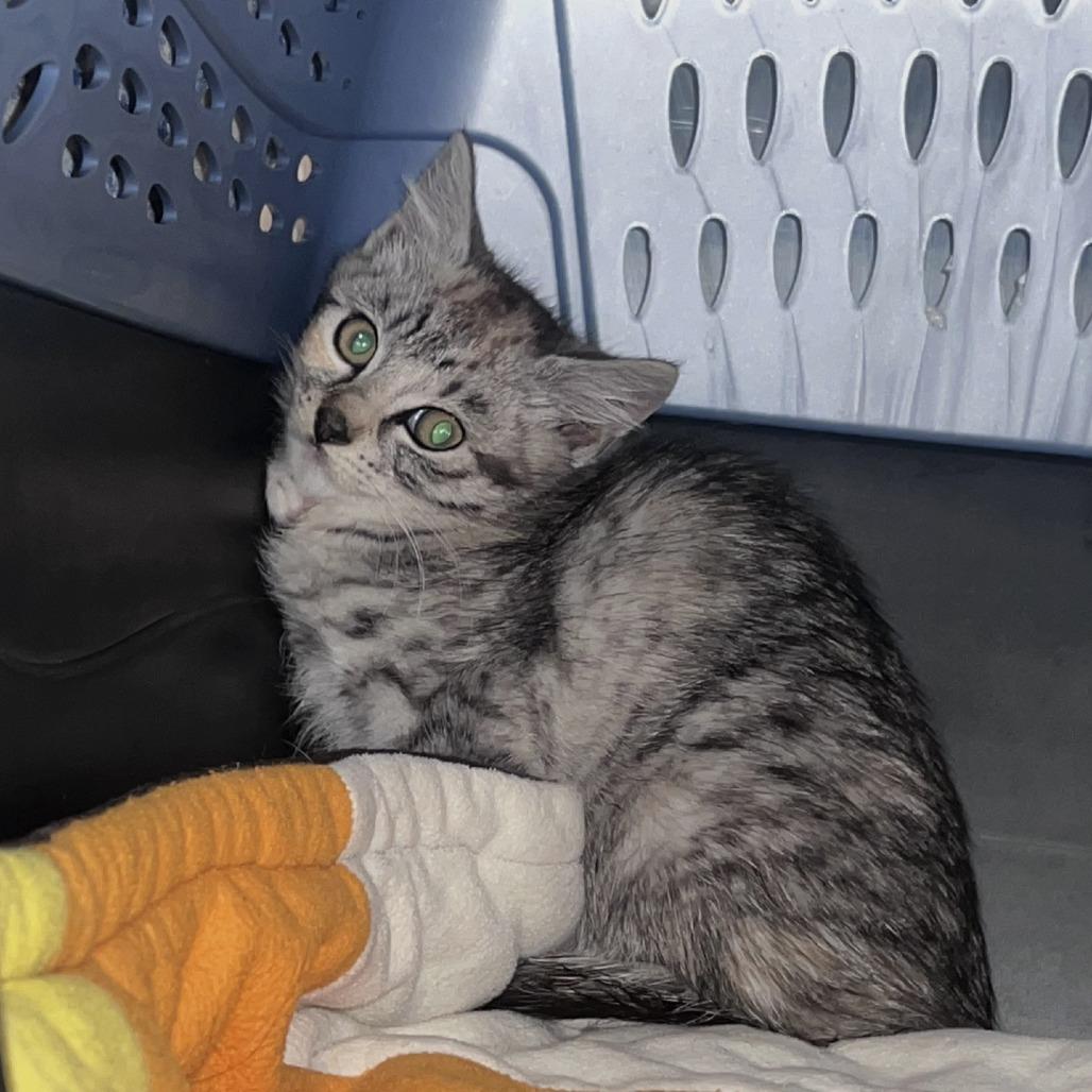Echo, Adoptable, Kitten Female Domestic Short Hair.