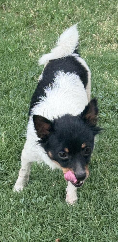 Daisy, Adoptable, Young Female Chihuahua & Pomeranian.