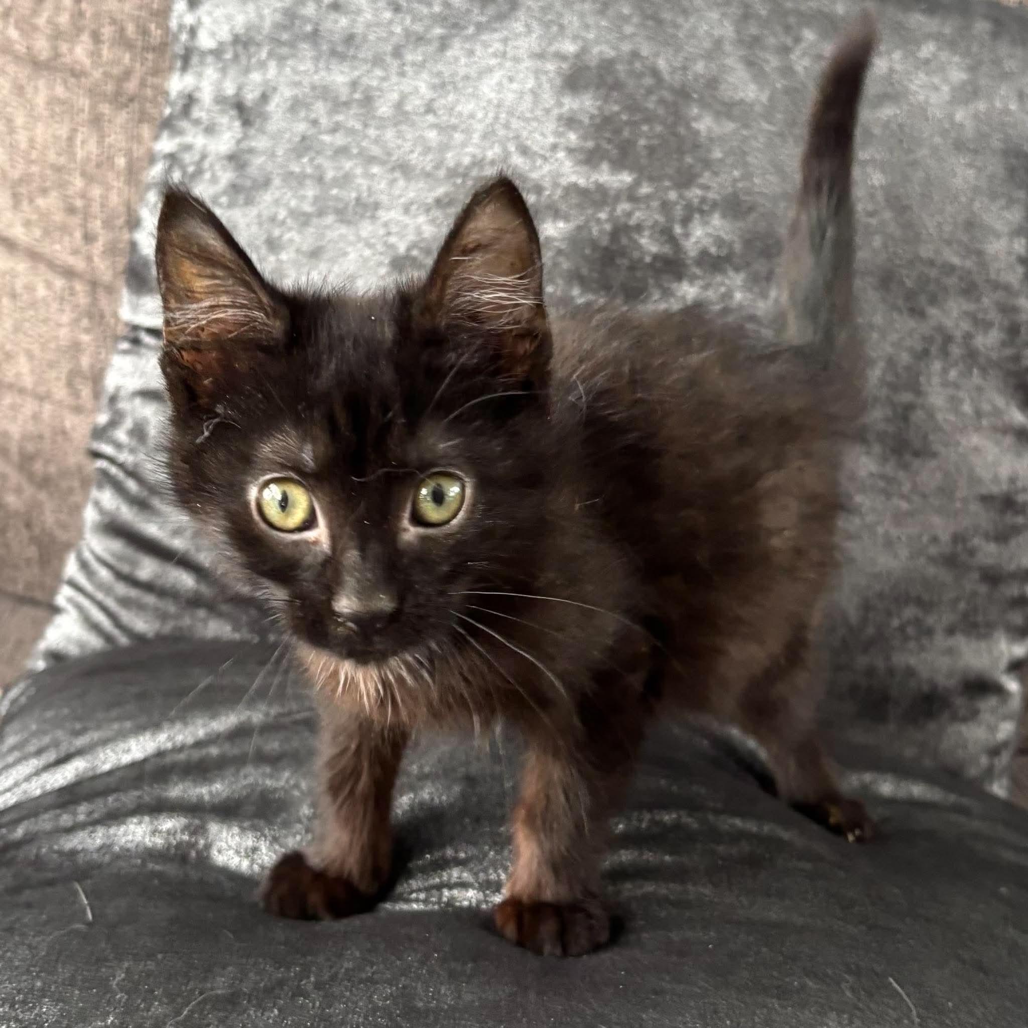 Enlarge MARBLES, a Adoptable Domestic Short Hair in Tillsonburg, ON image 4/6