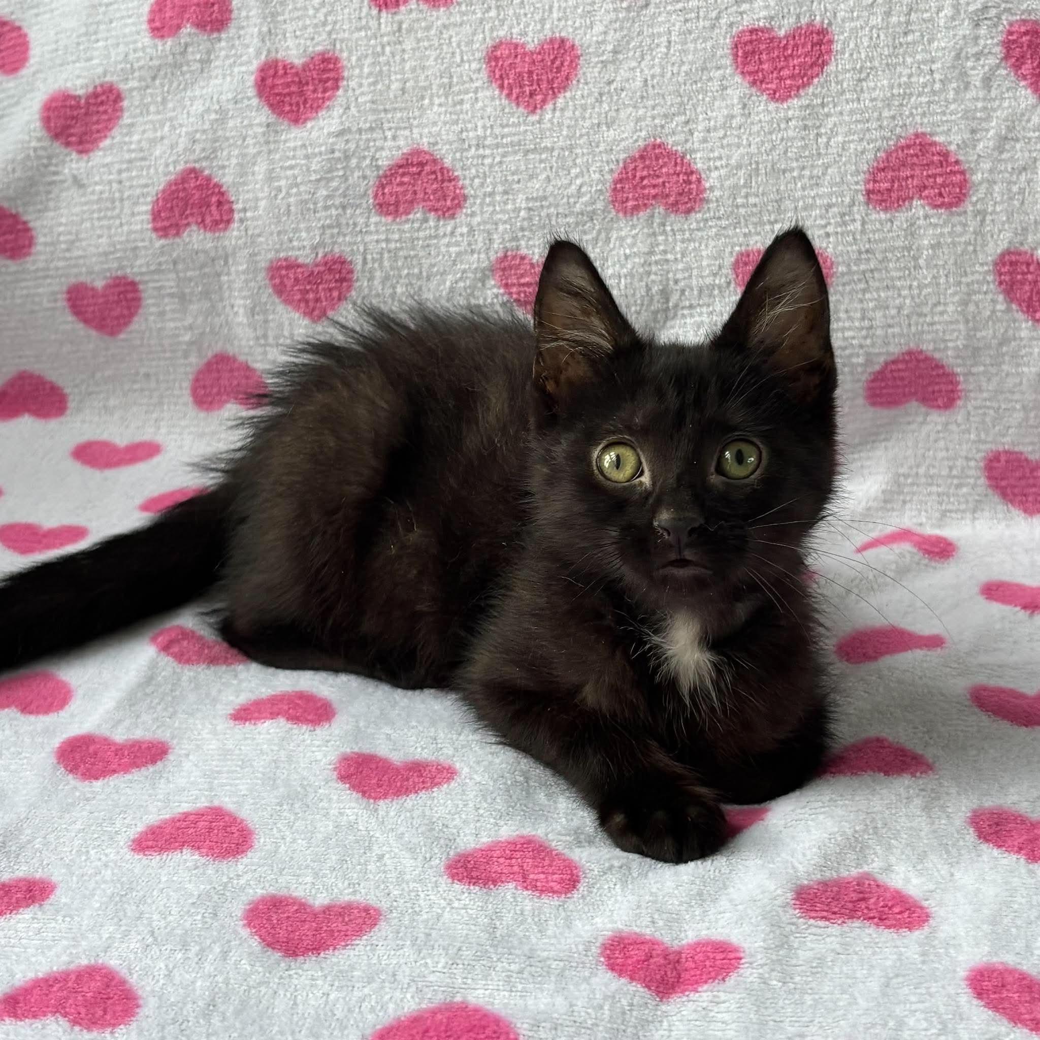 Enlarge MARBLES, a Adoptable Domestic Short Hair in Tillsonburg, ON image 1/6