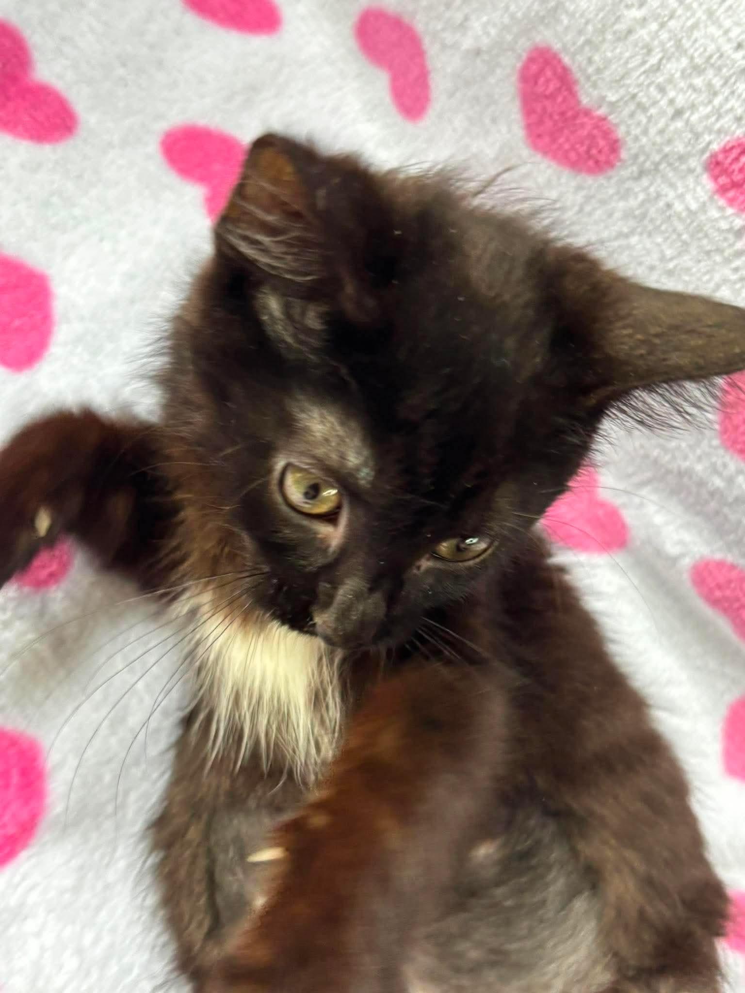 Enlarge MARBLES, a Adoptable Domestic Short Hair in Tillsonburg, ON image 2/6
