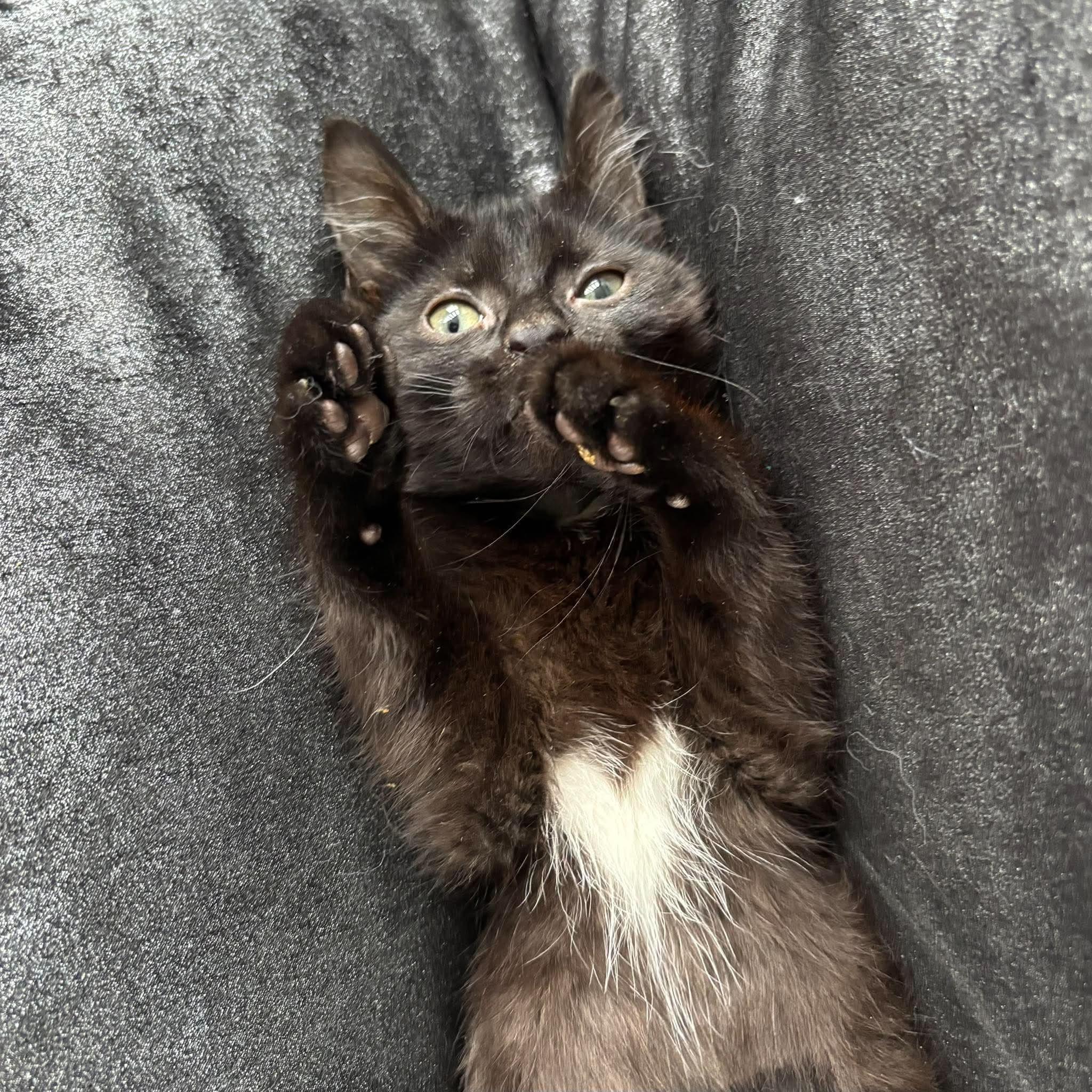 Enlarge MARBLES, a Adoptable Domestic Short Hair in Tillsonburg, ON image 5/6