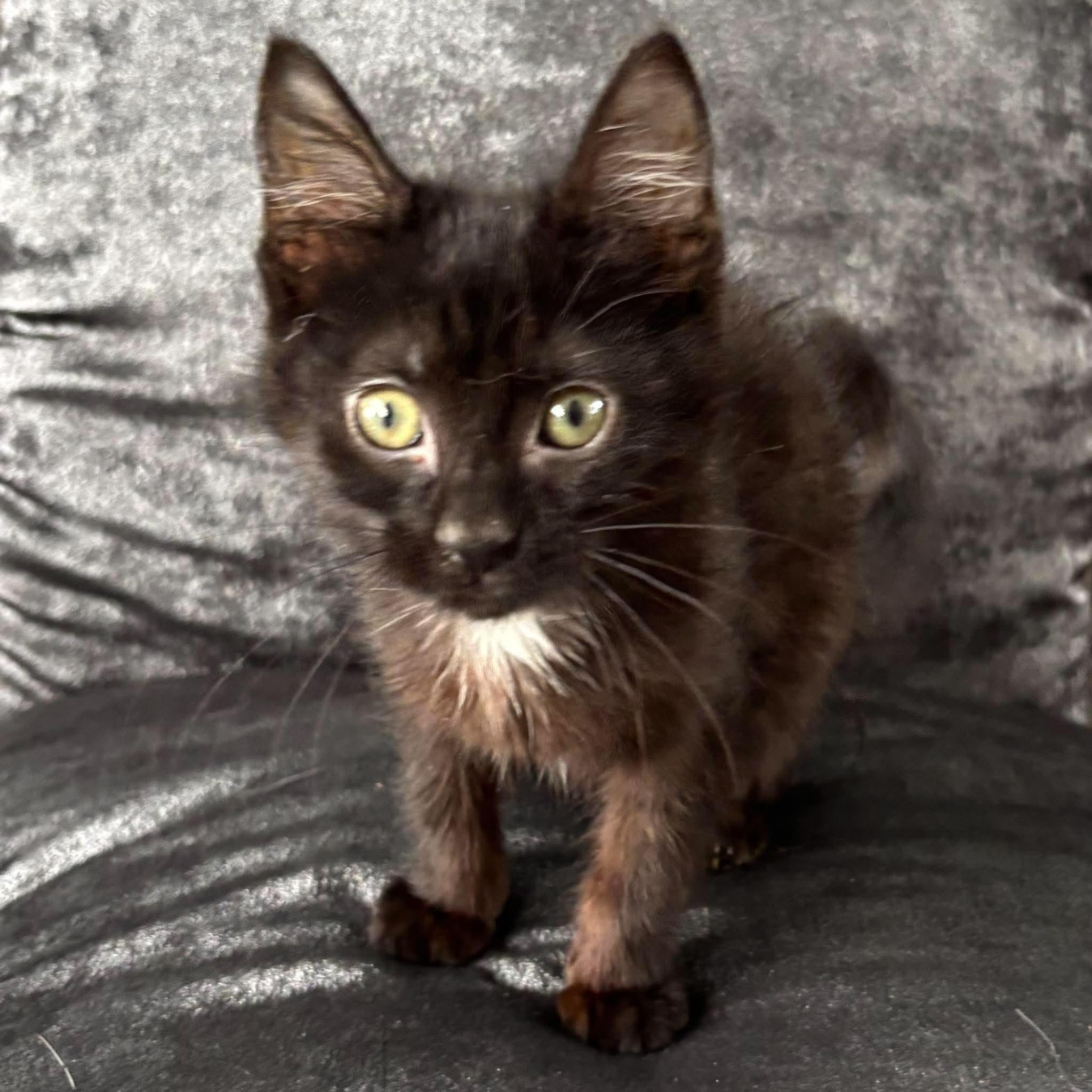 Enlarge MARBLES, a Adoptable Domestic Short Hair in Tillsonburg, ON image 3/6