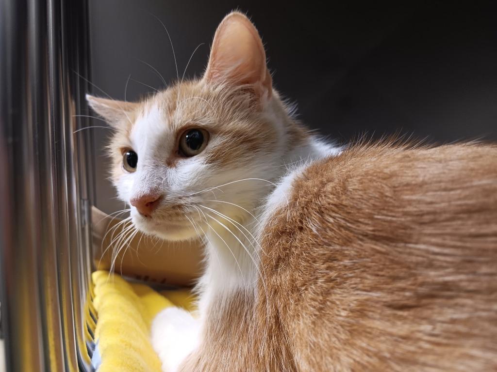 Precious, a Adoptable mixed breed in New Braunfels, TX image 1/5