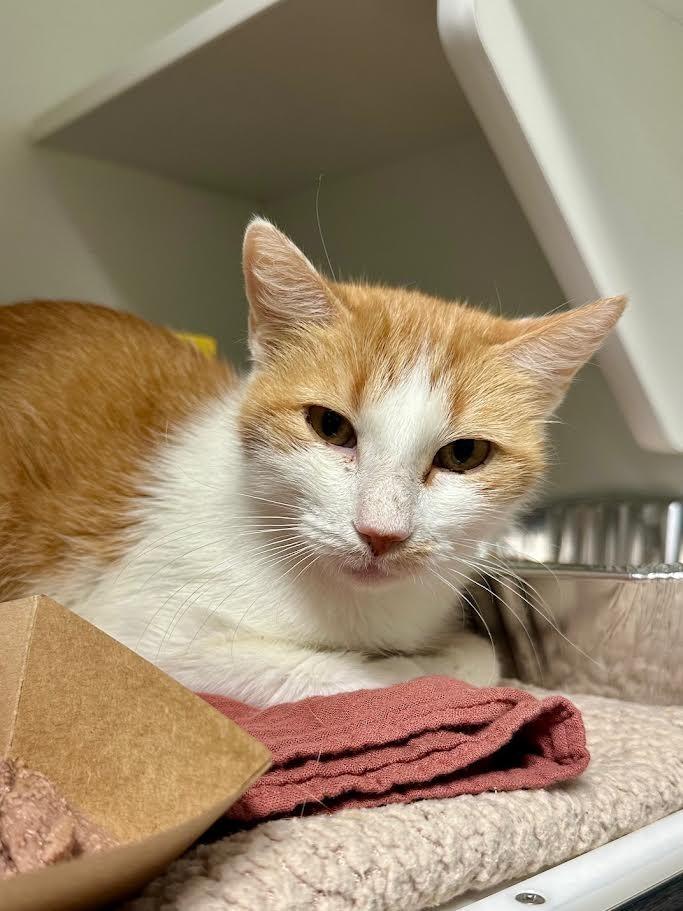 Precious, a Adoptable mixed breed in New Braunfels, TX image 2/5