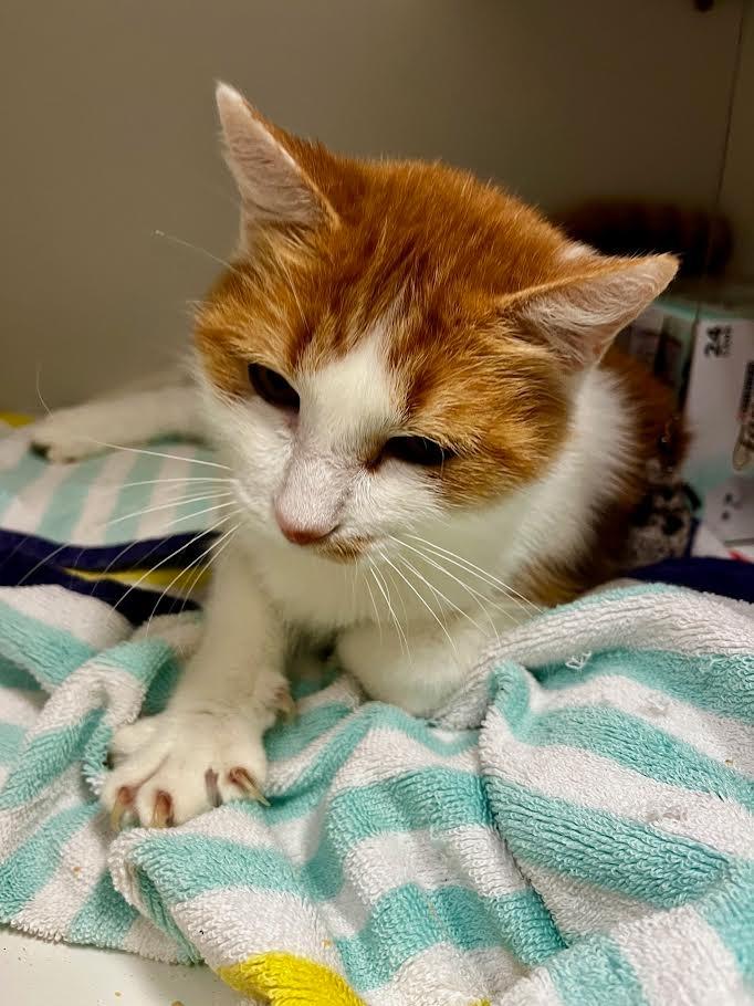 Precious, a Adoptable mixed breed in New Braunfels, TX image 3/5