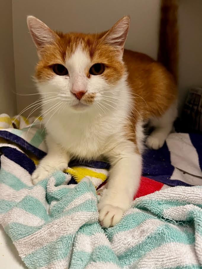 Precious, a Adoptable mixed breed in New Braunfels, TX image 4/5