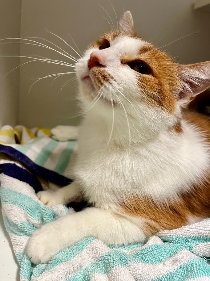 Precious, a Adoptable mixed breed in New Braunfels, TX image 5/5