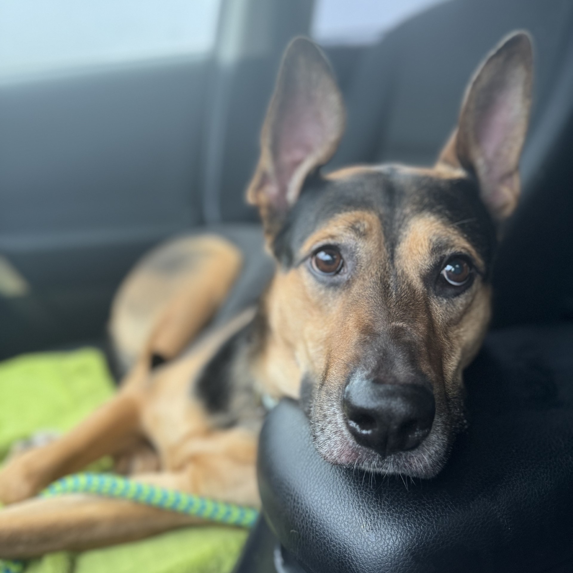 Cleopatra Bexley (CONC-A-125)