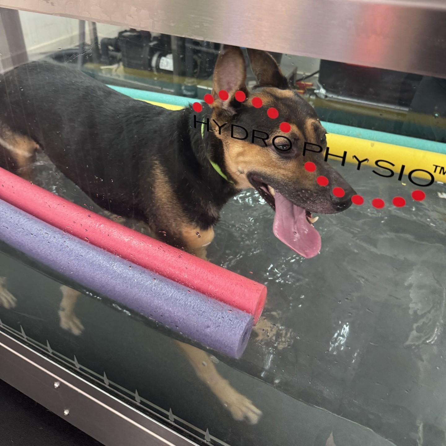 Cleopatra Bexley (CONC-A-125)