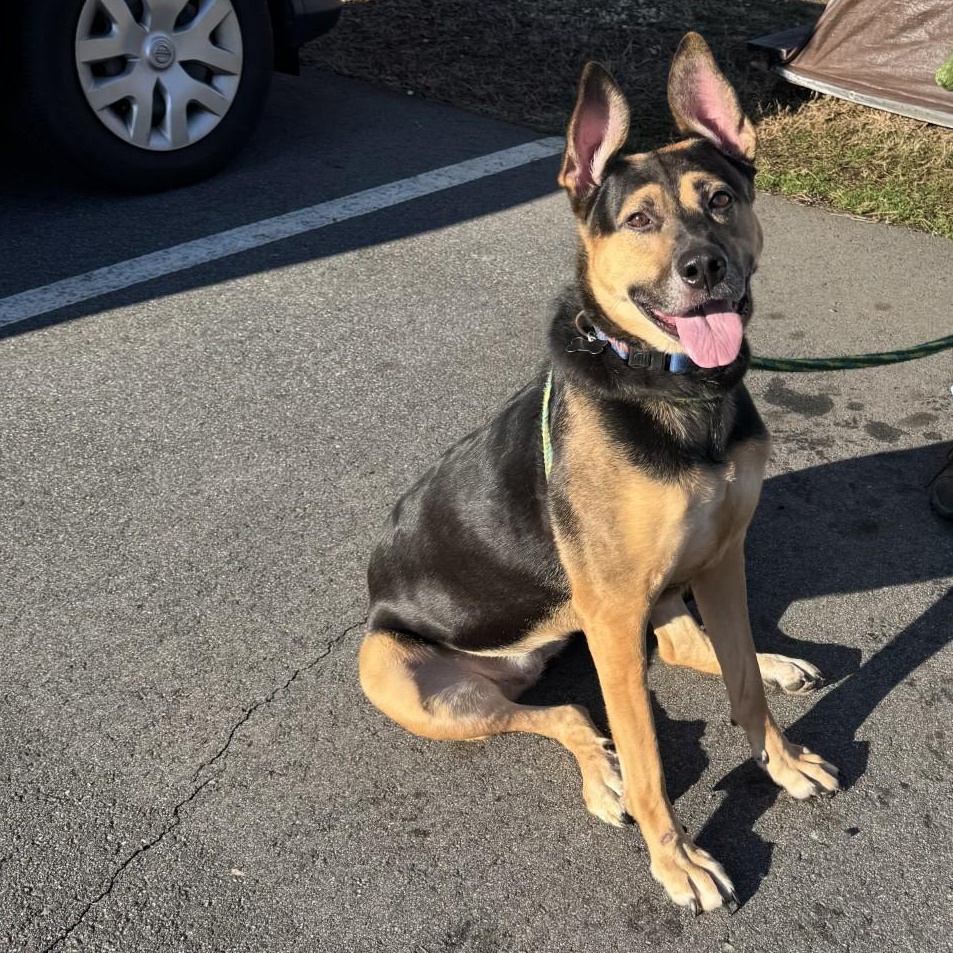 Cleopatra Bexley (CONC-A-125)