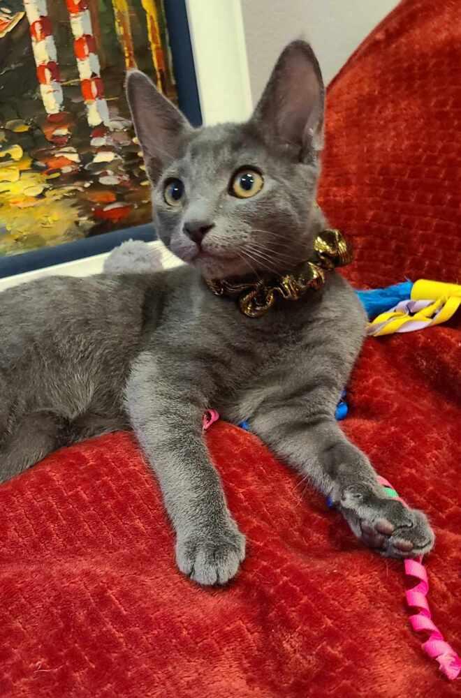 Enlarge Aladdin, a Adoptable mixed breed in Fremont, CA image 1/6