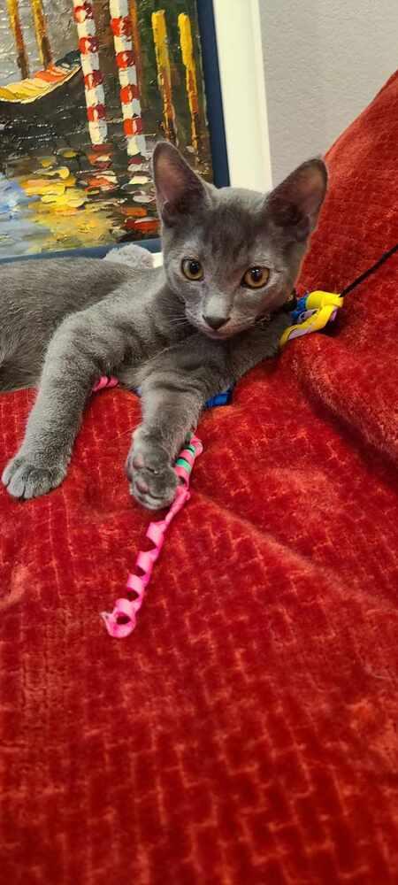 Enlarge Aladdin, a Adoptable mixed breed in Fremont, CA image 2/6