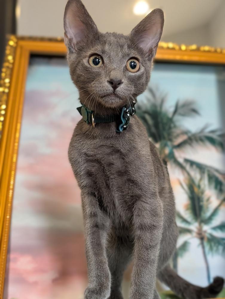 Enlarge Aladdin, a Adoptable mixed breed in Fremont, CA image 3/6