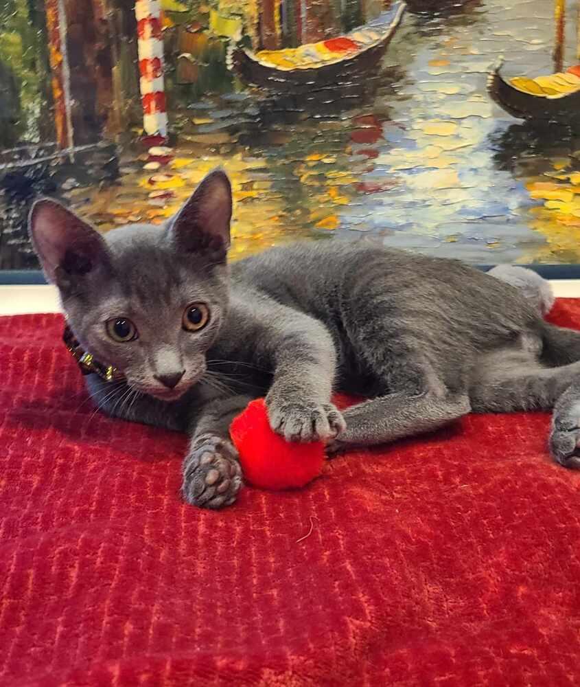 Enlarge Aladdin, a Adoptable mixed breed in Fremont, CA image 4/6